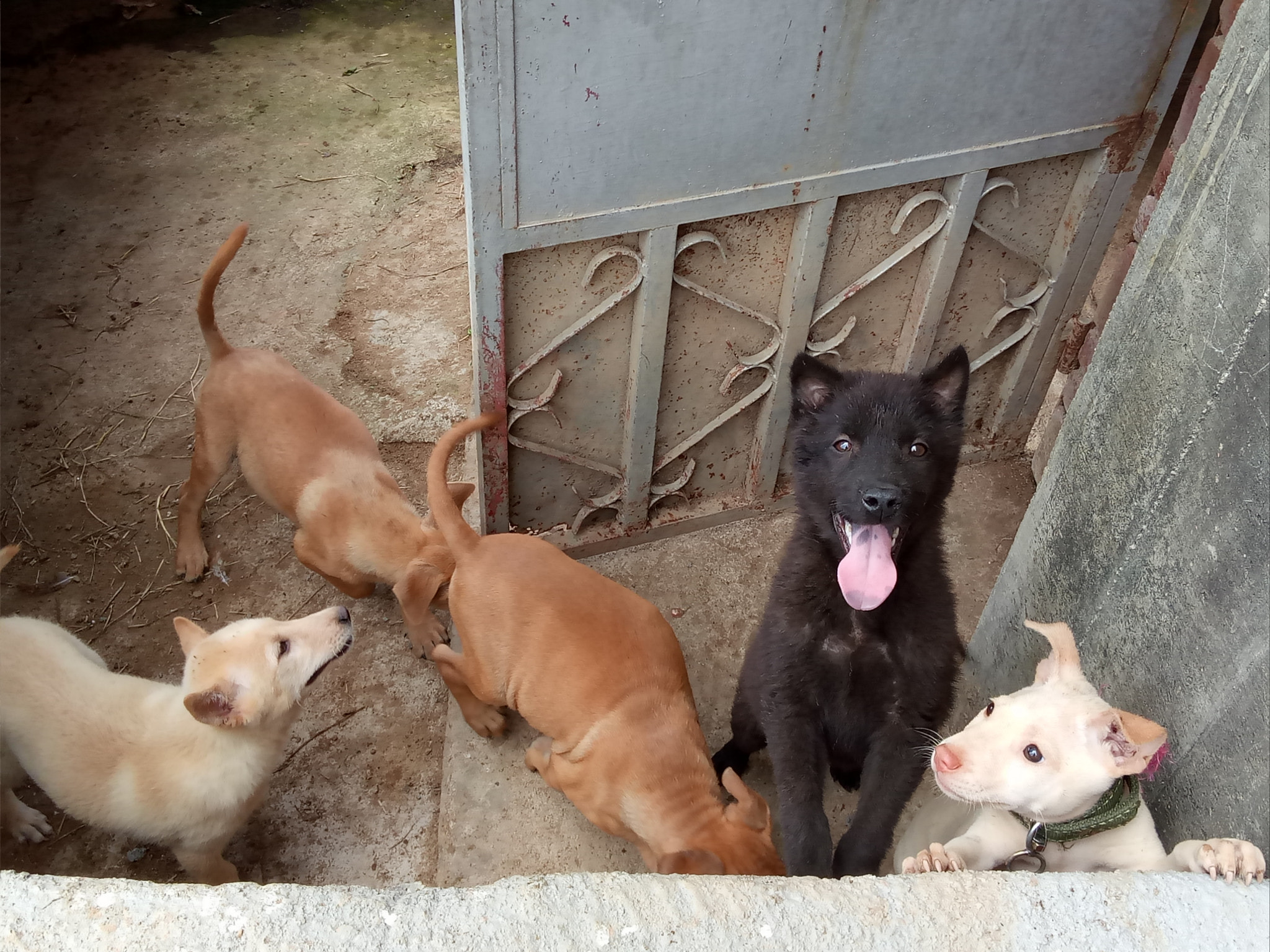 OPPO A37M sample photo