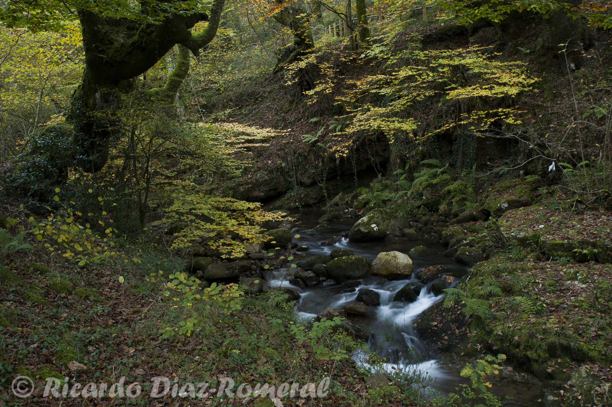Tamron SP 24-70mm F2.8 Di VC USD sample photo. Noviembre y otoño photography