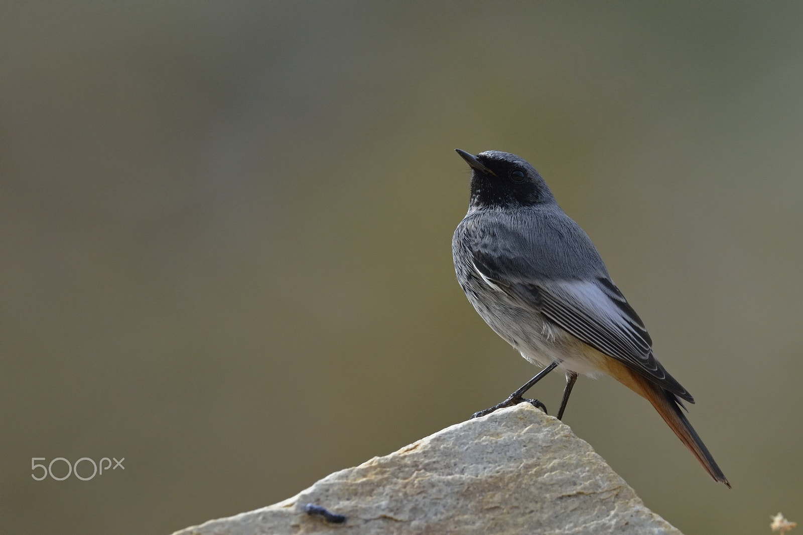 Nikon D7100 sample photo. Black redstart photography