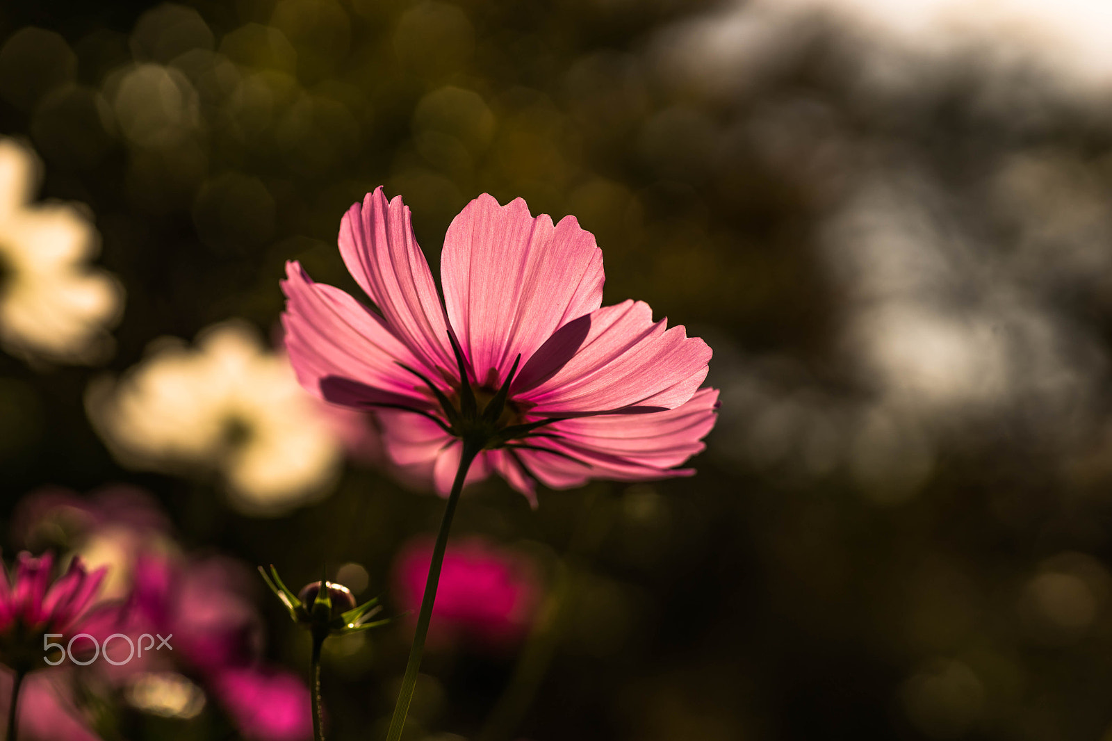 Sony a7 II sample photo. Pink cosmos photography