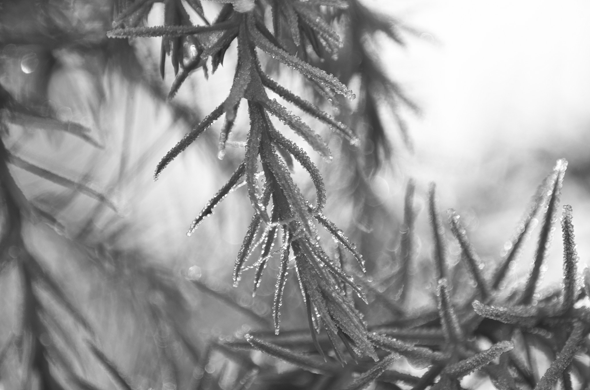 Pentax K-5 sample photo. Frozen morning photography