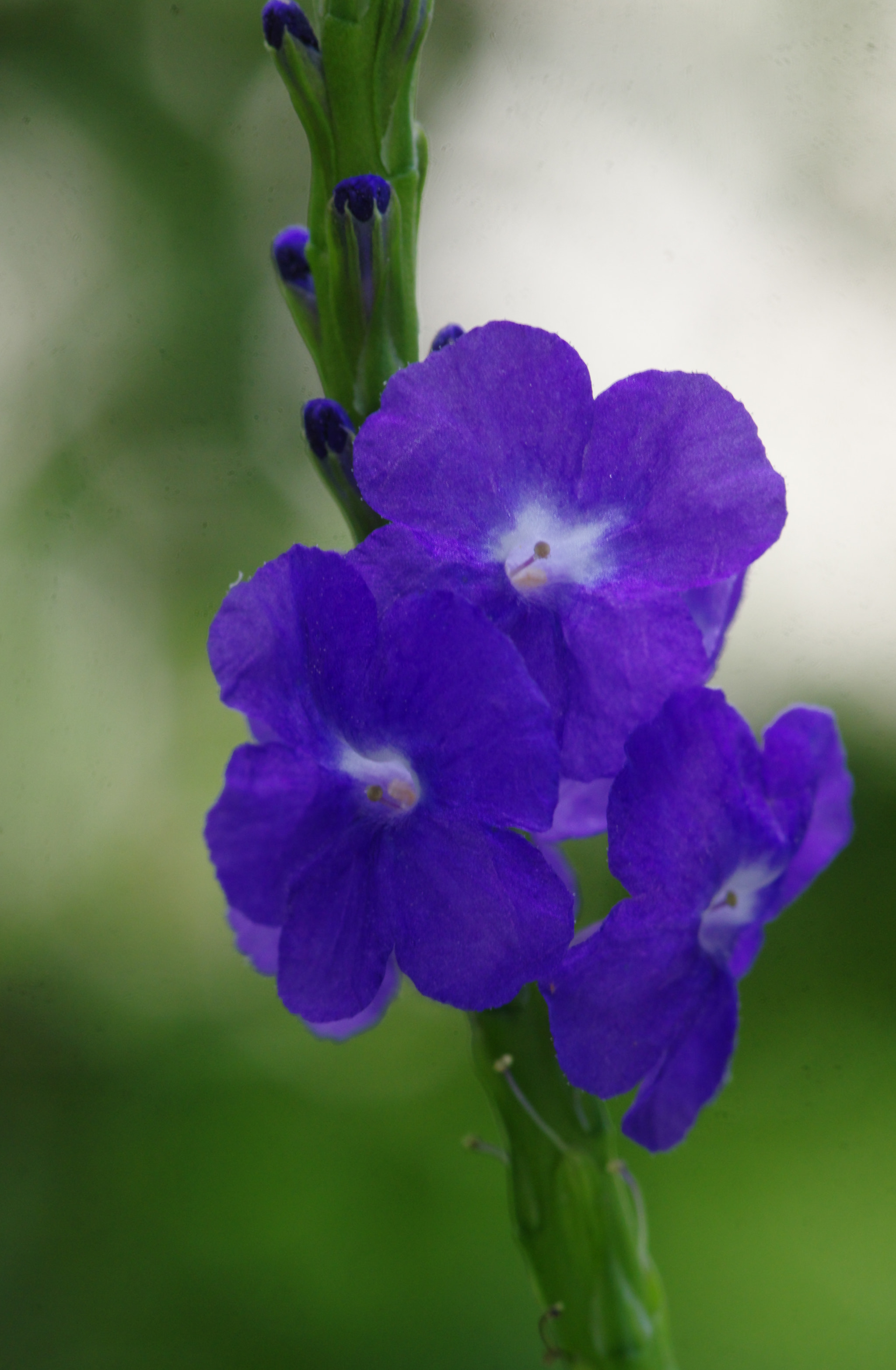 Pentax smc D-FA 100mm F2.8 Macro WR sample photo