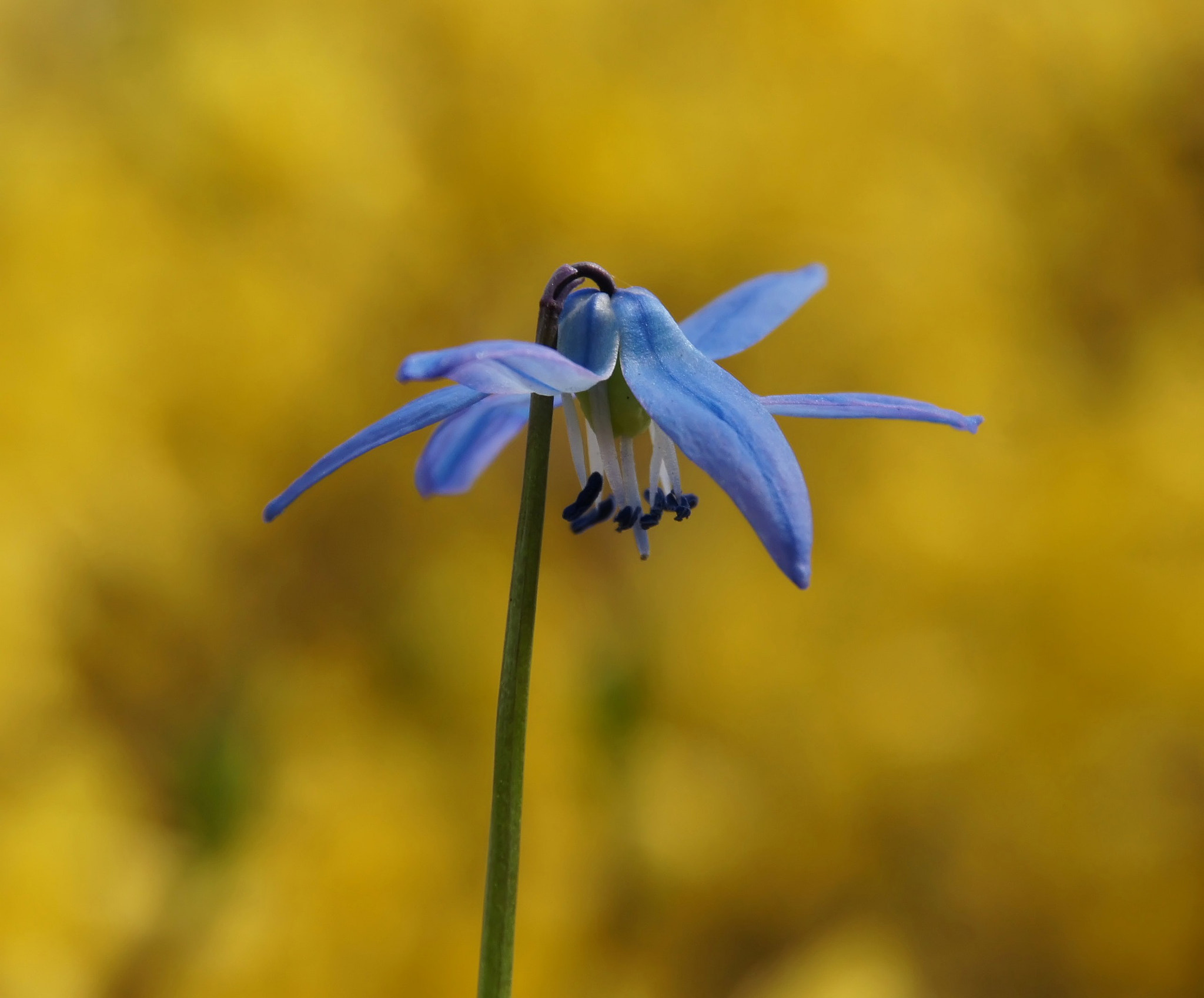 Sony Alpha DSLR-A450 + Sigma 18-200mm F3.5-6.3 DC sample photo. Siberian squill. photography