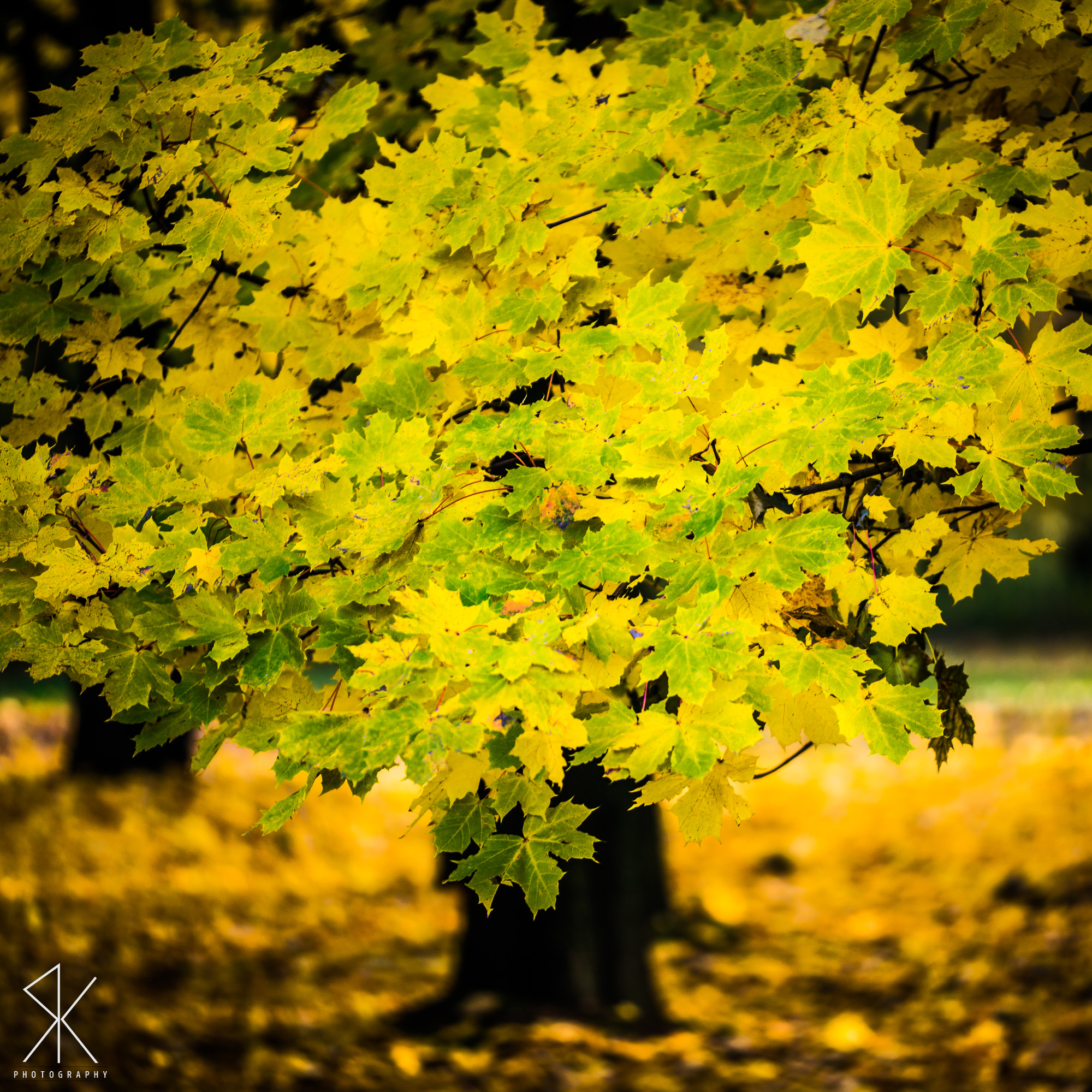 Sigma 150mm F2.8 EX DG Macro HSM sample photo. Autumn colors photography