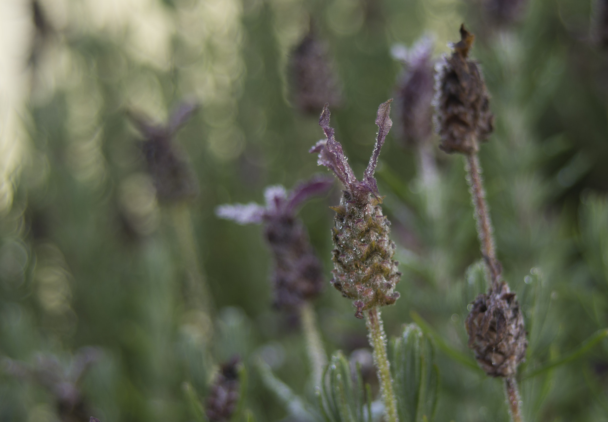 smc PENTAX-F 35-70mm F3.5-4.5 sample photo. Lavender photography