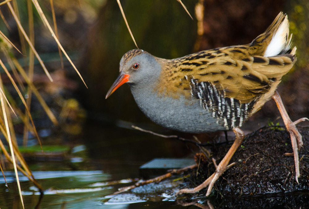 Nikon D7000 + Nikon AF-S Nikkor 300mm F4D ED-IF sample photo. Waterral - water rail photography