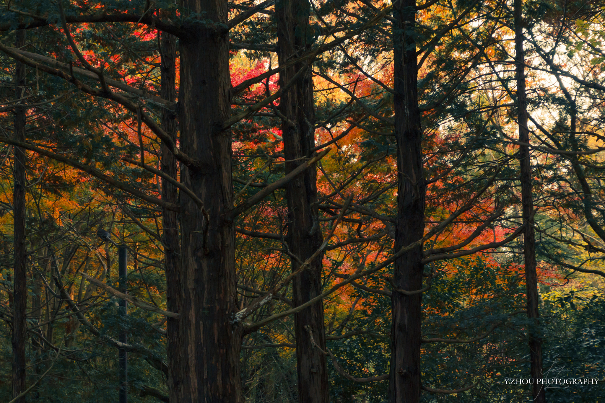 Canon EOS 60D sample photo. Autumn leaves photography