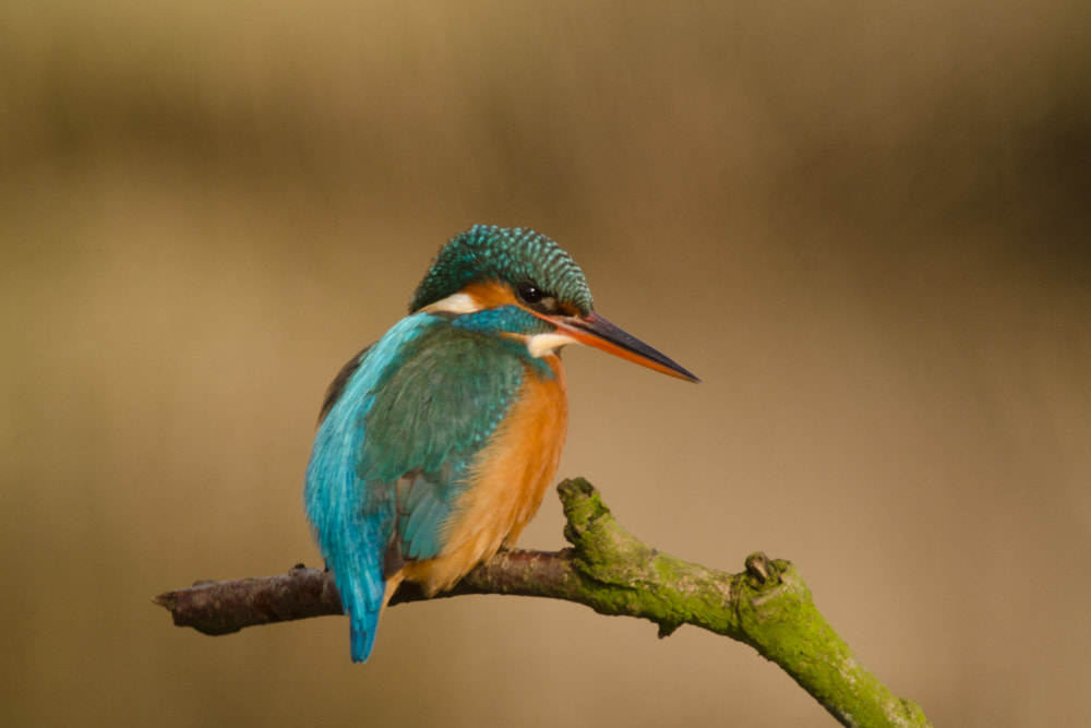 Nikon D7000 + Nikon AF-S Nikkor 300mm F4D ED-IF sample photo. Ijsvogel - kingfisher photography