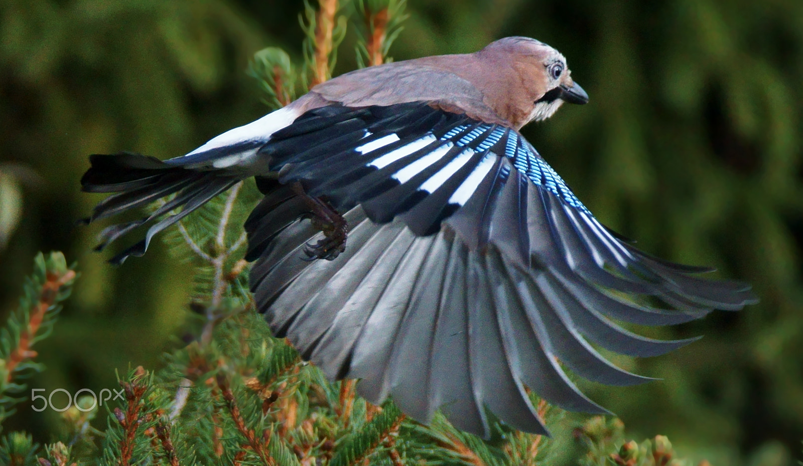 Sony ILCA-77M2 + Tamron SP 150-600mm F5-6.3 Di VC USD sample photo. Sojka obecna photography