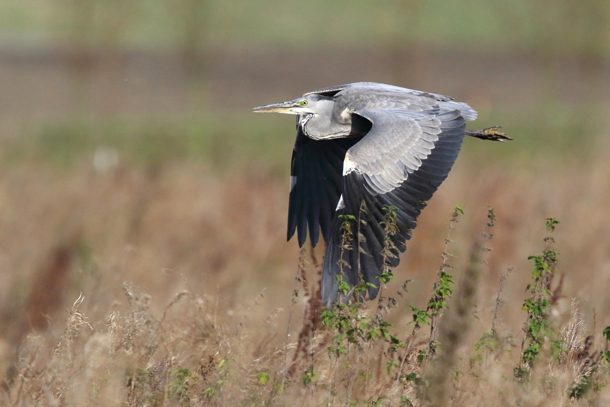 Canon EF 500mm F4L IS II USM sample photo. Ardea cinerea photography
