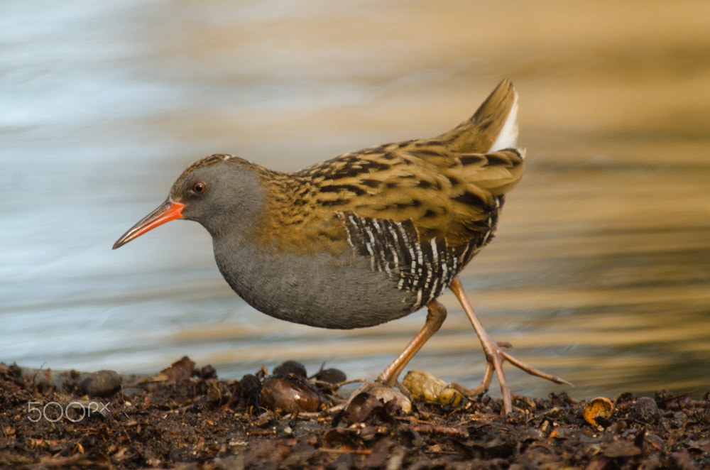 Nikon D7000 + Nikon AF-S Nikkor 300mm F4D ED-IF sample photo. Waterral -  water rail photography