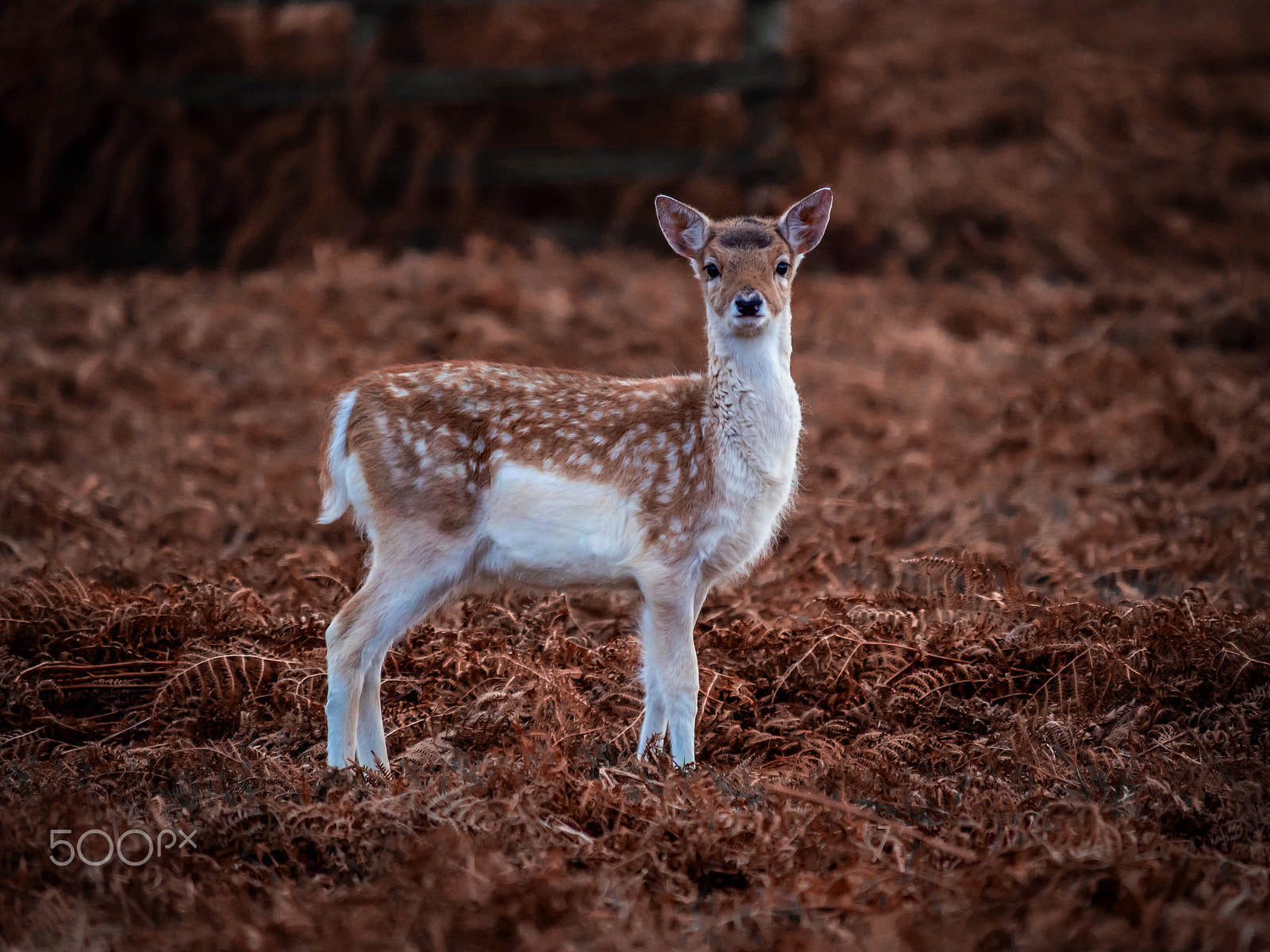 Olympus OM-D E-M5 II sample photo. Bambi in the bracken photography