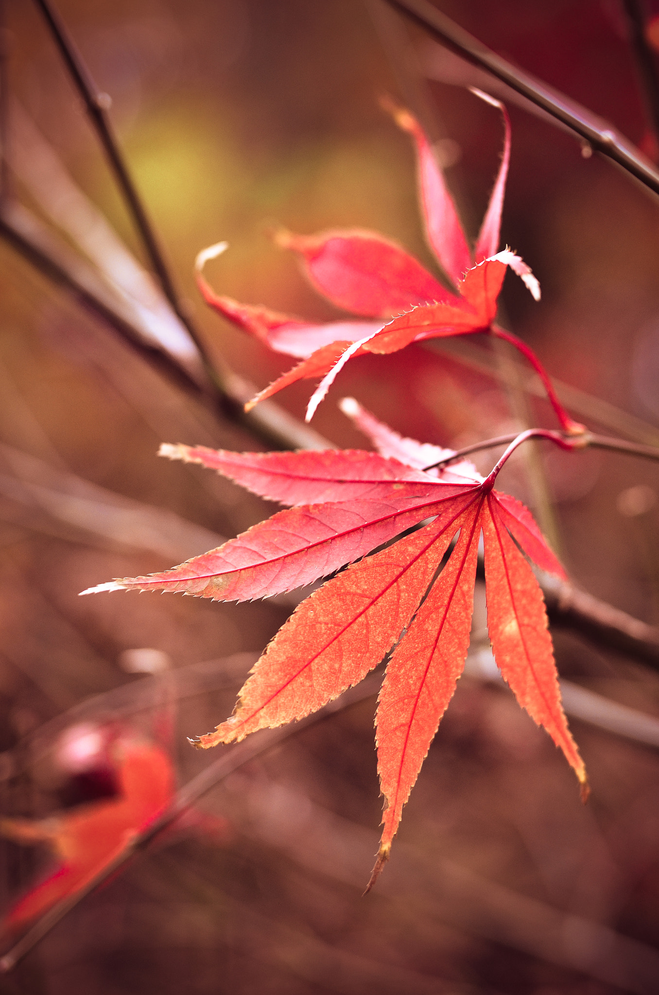 Nikon D7000 + Sigma 50mm F1.4 DG HSM Art sample photo