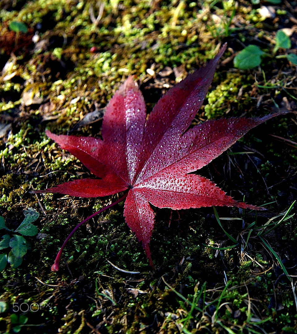 Sony SLT-A58 sample photo. Maple leaf. photography