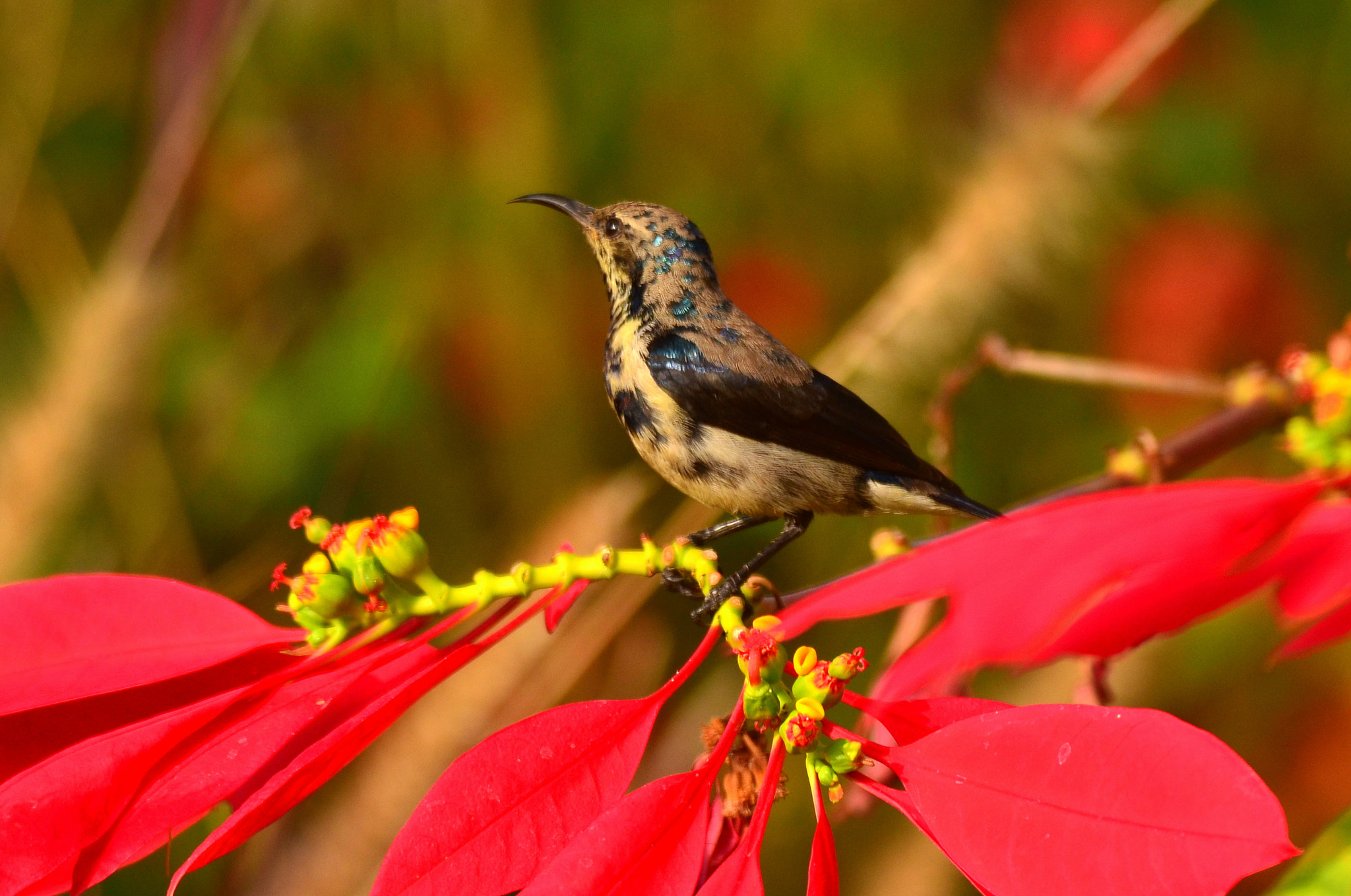 Nikon D7000 + Nikon AF-S Nikkor 300mm F4D ED-IF sample photo. Sun-bathing sun-bird... photography