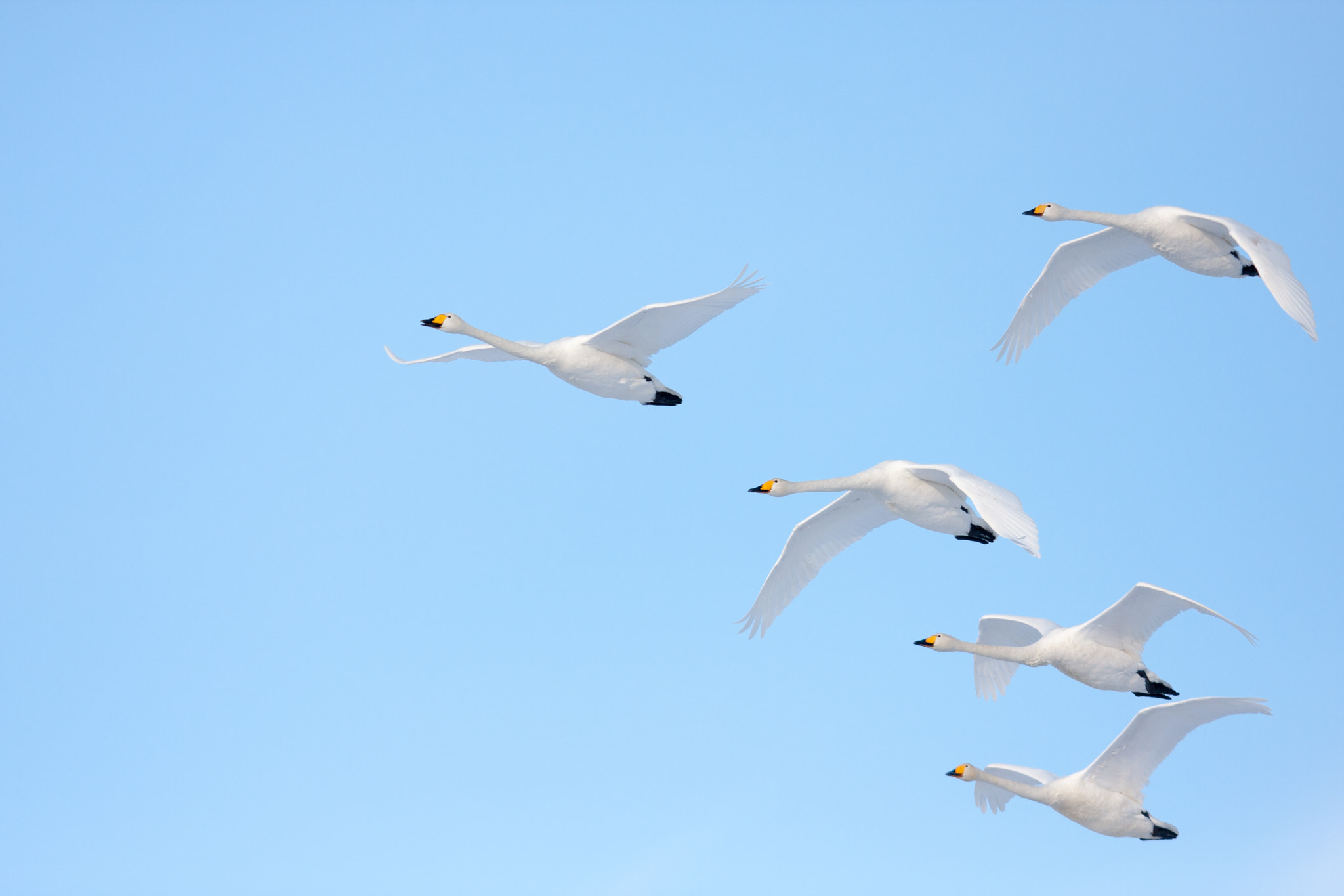 Canon EOS 40D sample photo. Whooper swan photography