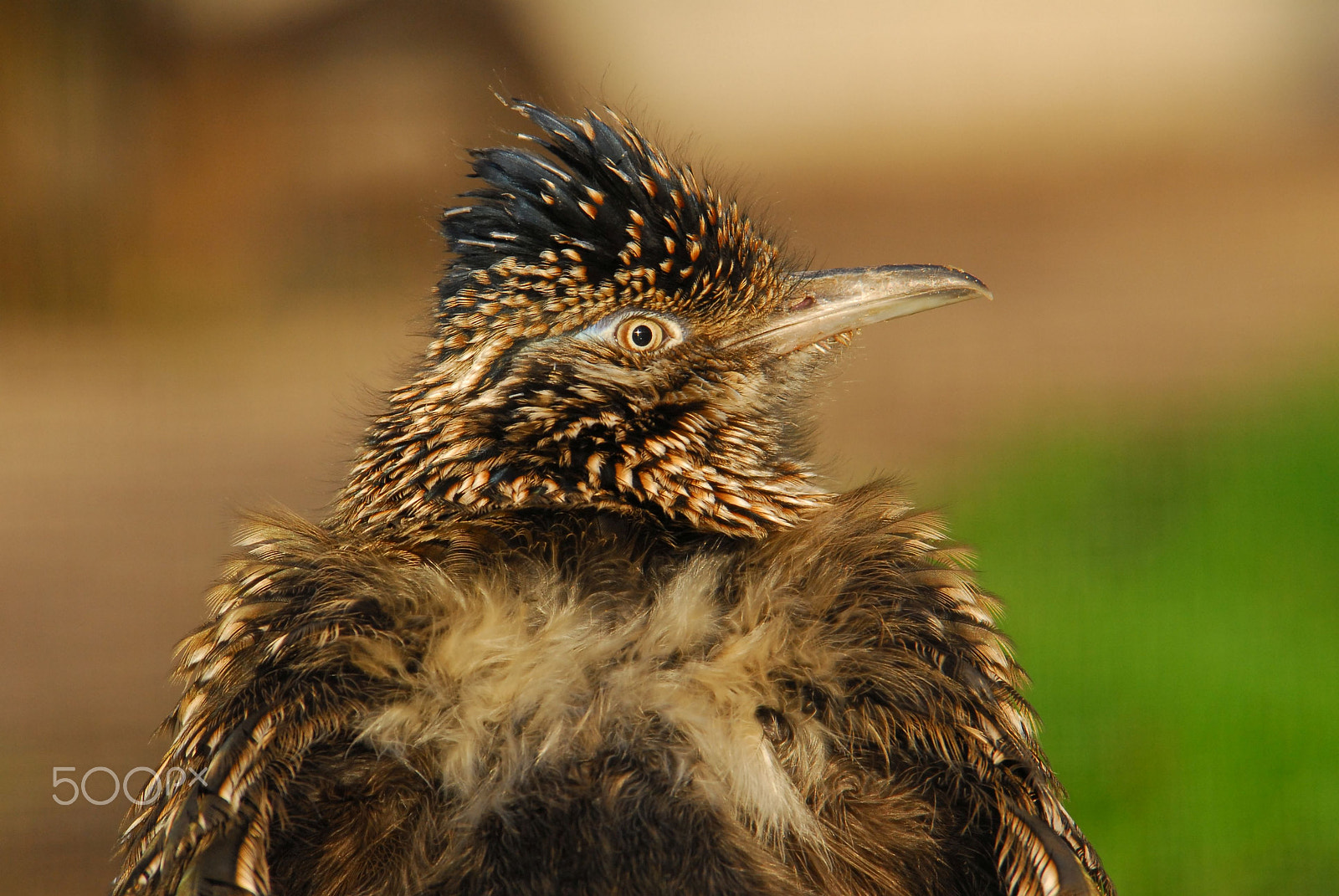 Nikon D200 sample photo. Roadrunner photography