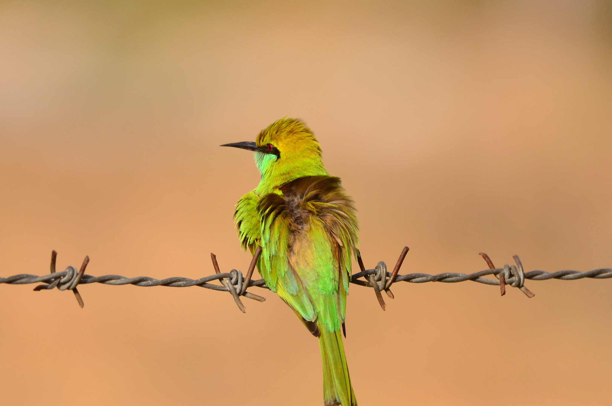 Nikon D7000 + Nikon AF-S Nikkor 300mm F4D ED-IF sample photo. To bee or not to bee...that's the question! photography