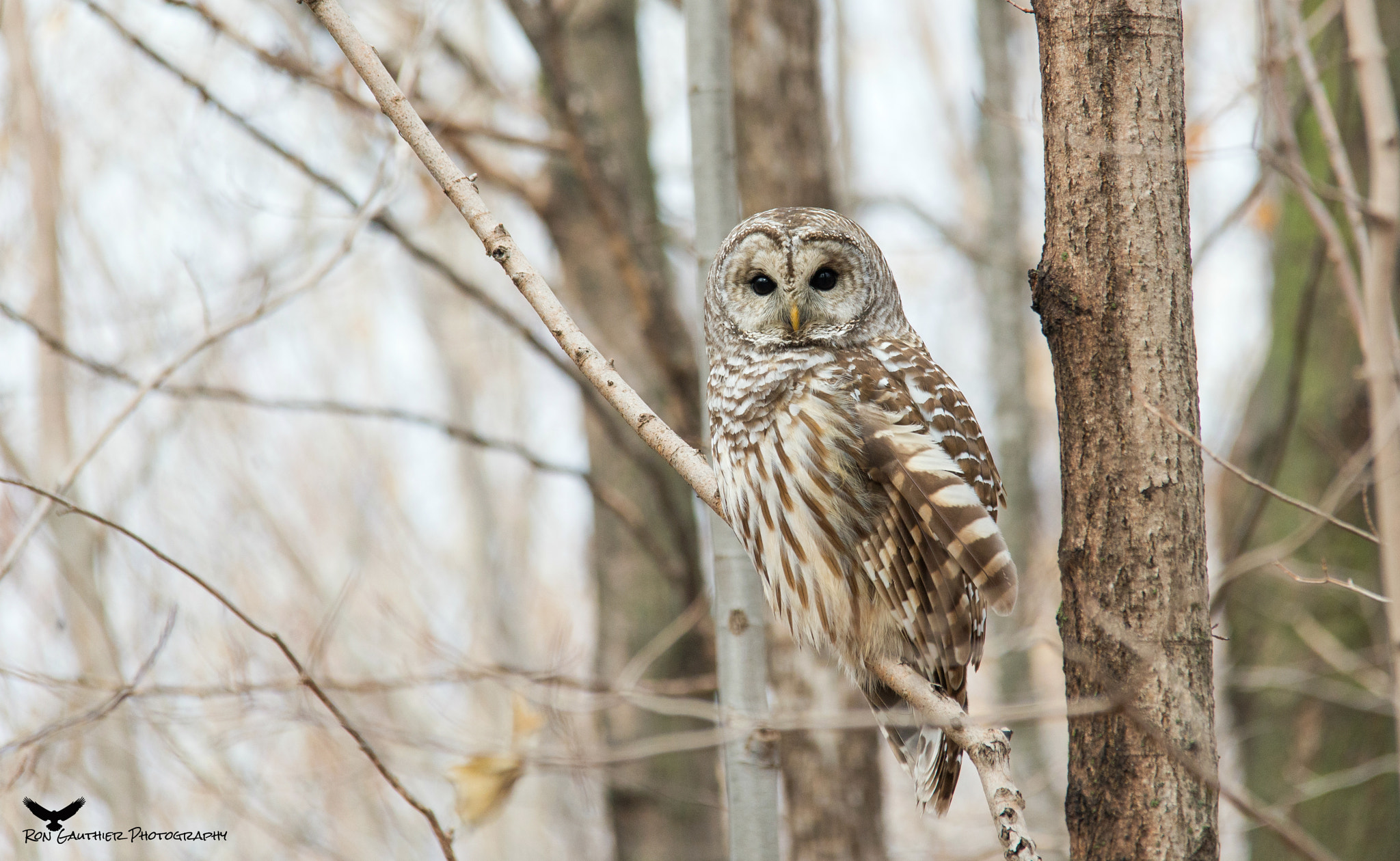 Sigma 150-500mm F5-6.3 DG OS HSM sample photo. I see you !! photography