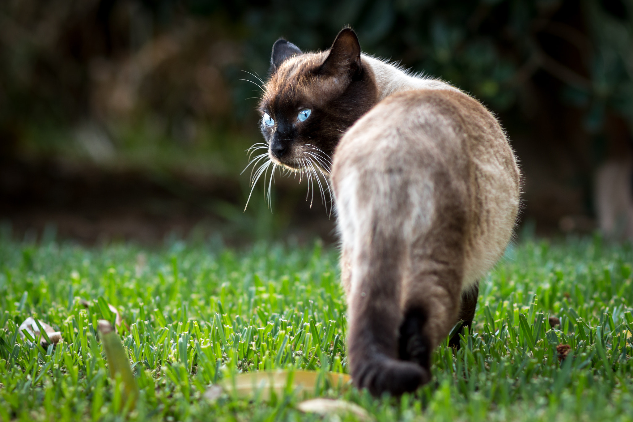 Canon EF 100mm F2.0 USM sample photo. Blue eyes photography