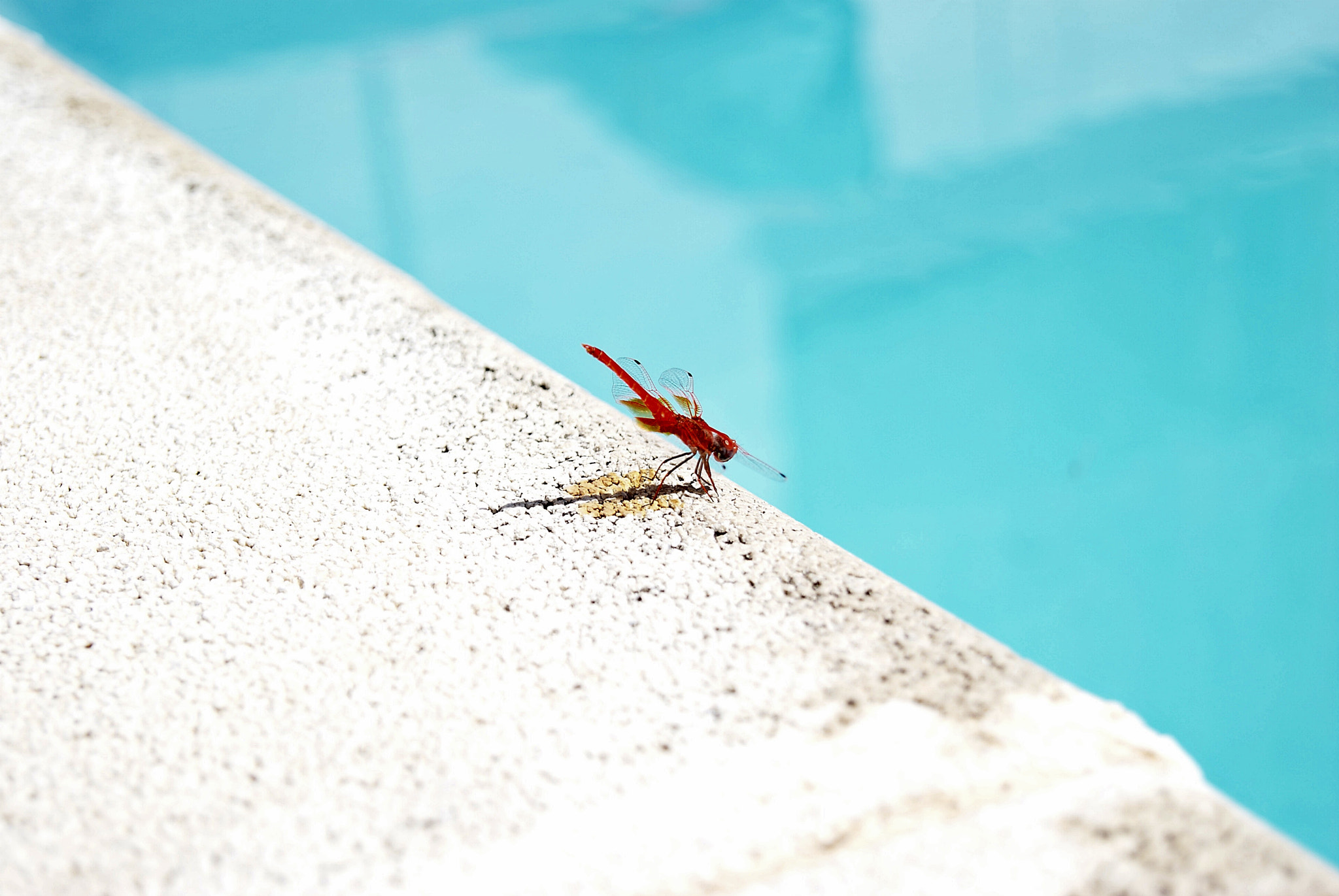 Sony Alpha DSLR-A330 sample photo. Red dragonfly photography
