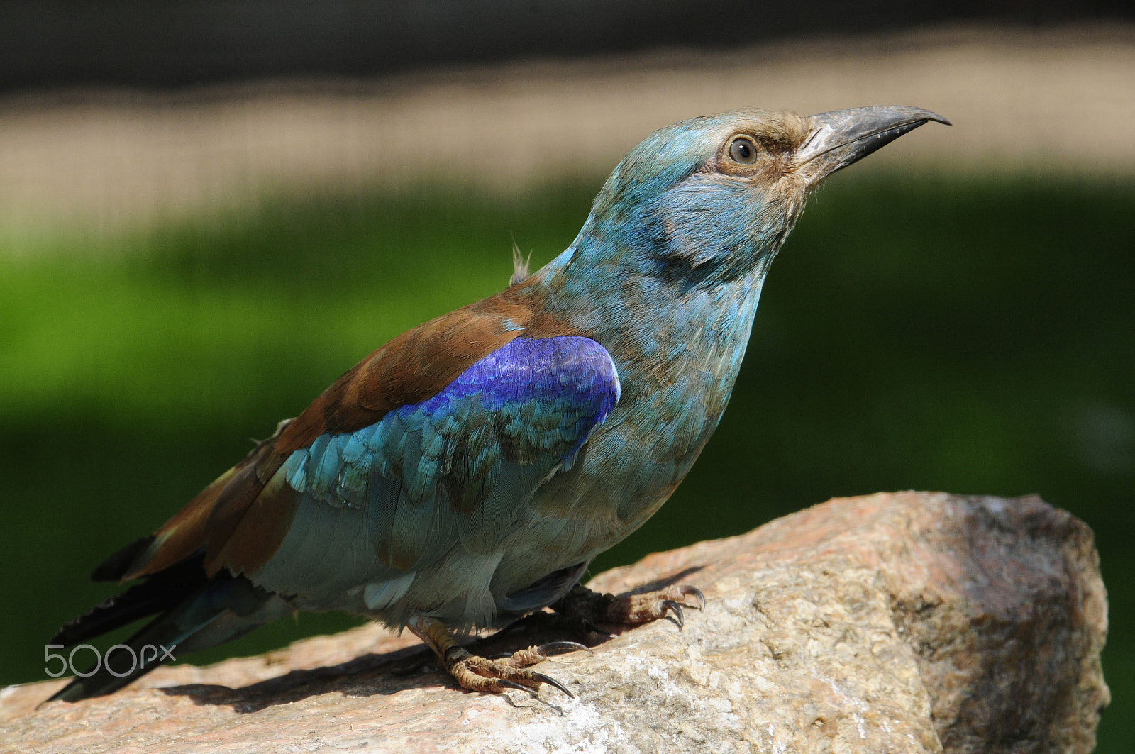 Nikon D300 sample photo. Blauracke photography