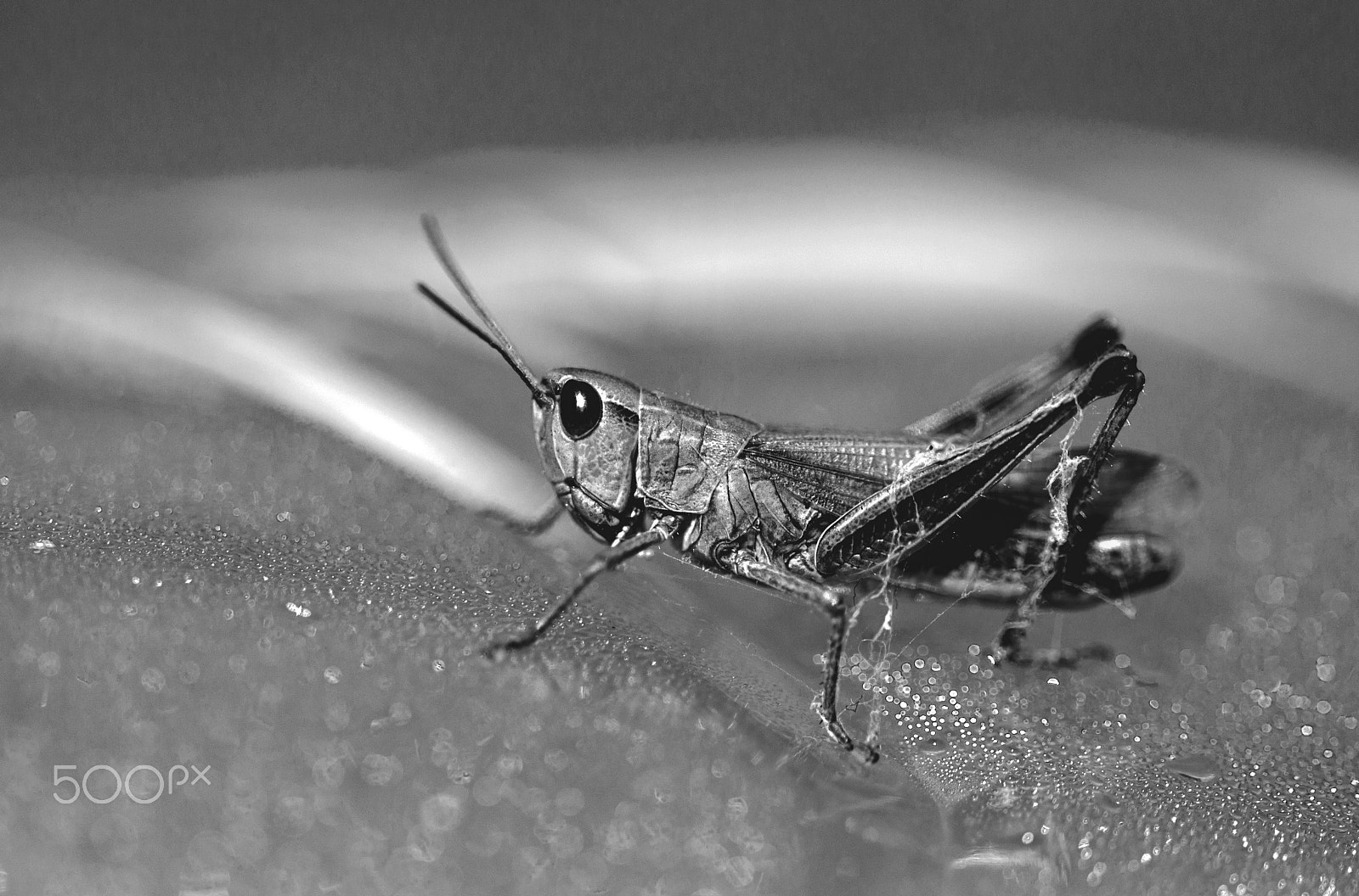 Sigma 105mm F2.8 EX DG OS HSM sample photo. Grasshopper 2 photography