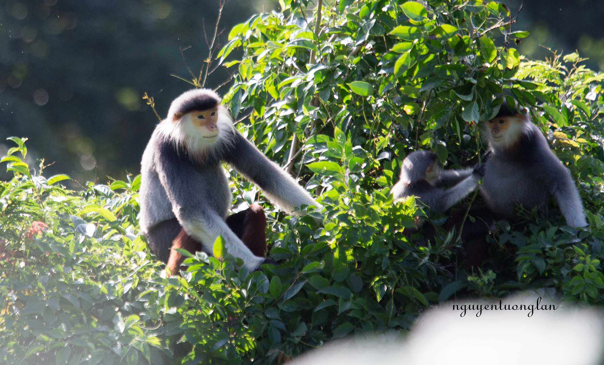 Canon EF 70-200mm F2.8L USM sample photo. Pygathrix nemaeus in sontra peninsula, danang, vietnam photography