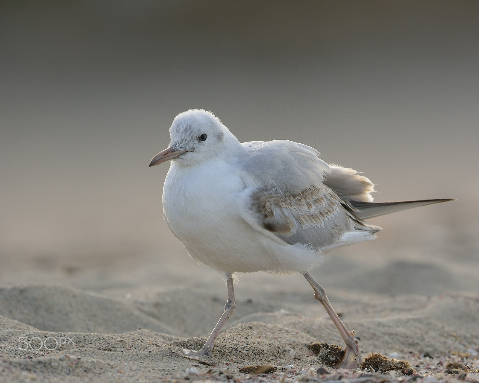 Nikon D7100 + Nikon AF-S Nikkor 500mm F4G ED VR sample photo. Slender-billed gull photography