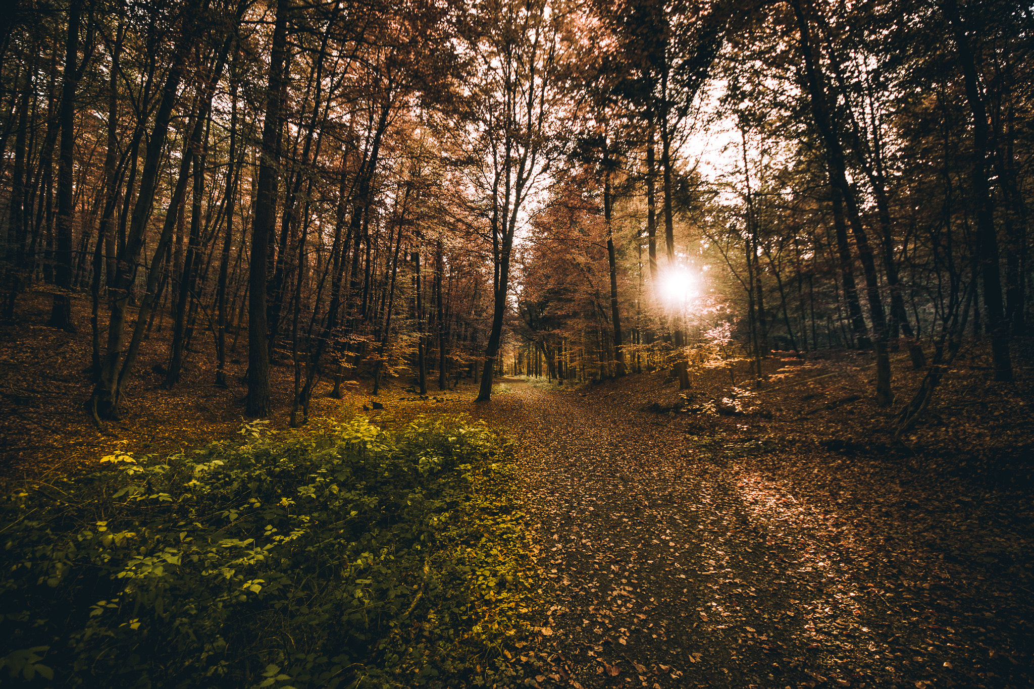 Sigma 8-16mm F4.5-5.6 DC HSM sample photo. Red forest photography