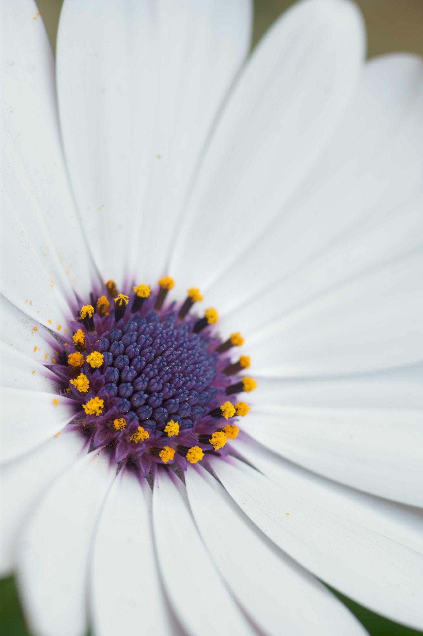 Sony a6000 + Tamron SP AF 90mm F2.8 Di Macro sample photo. Floración otoñal.jpg photography