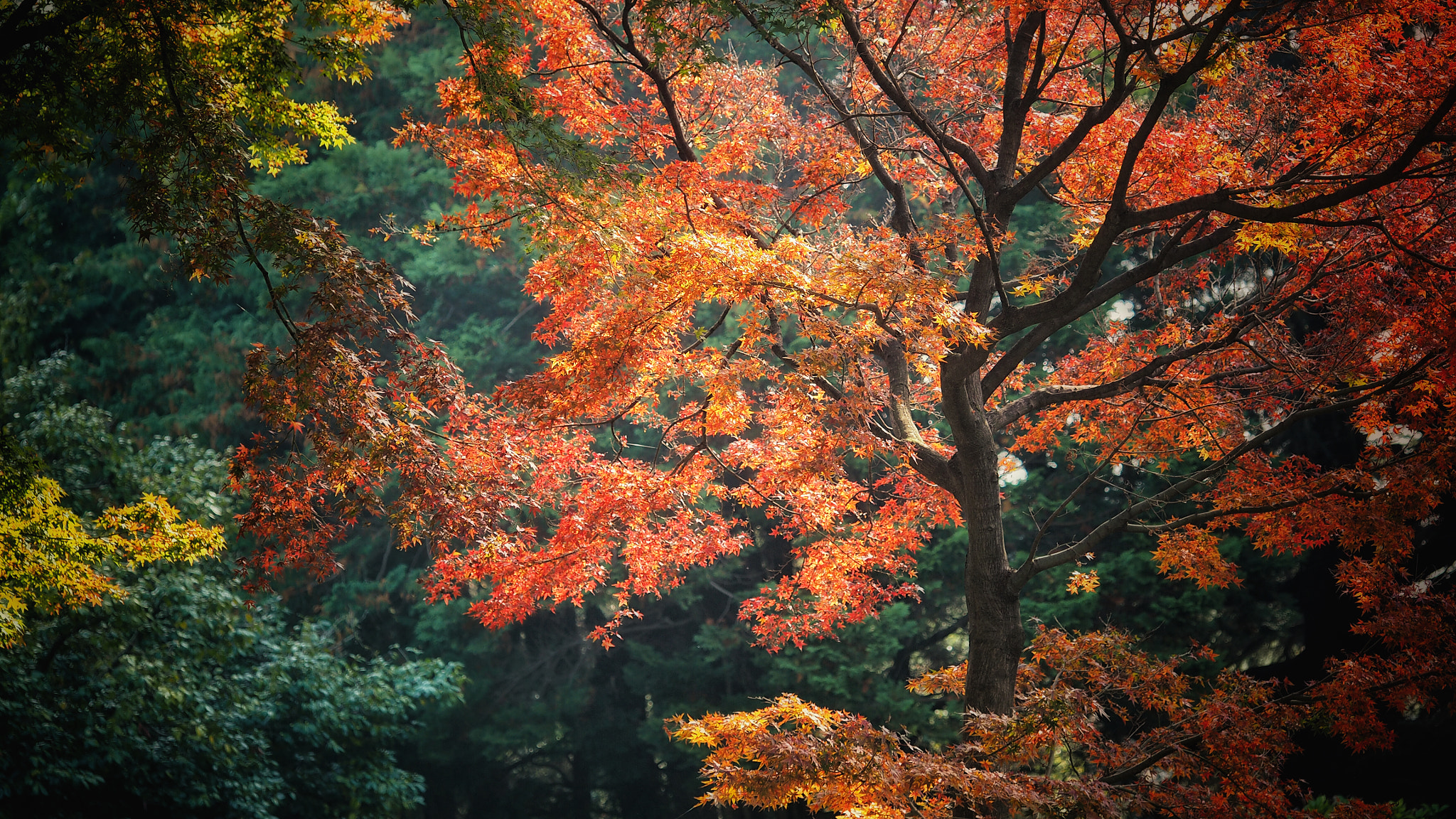 Olympus PEN E-PL7 sample photo. Autumn leaves of a japanese maple tree photography