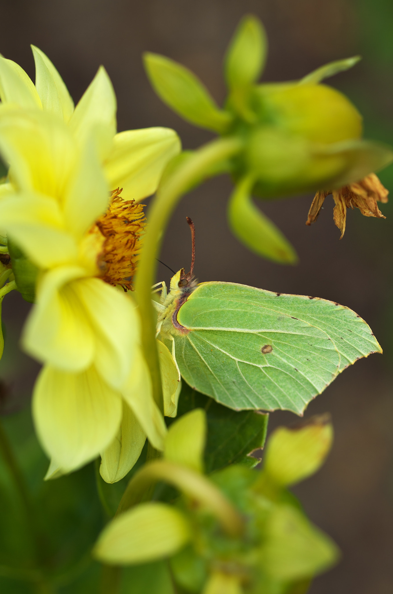 Pentax K-50 sample photo. Camouflage (gonepteryx rhamni) photography