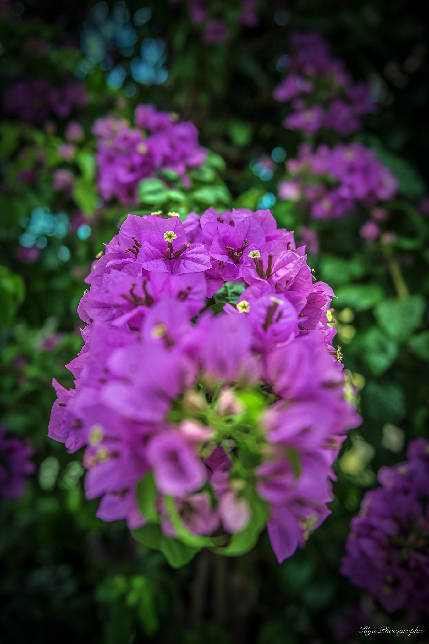 Nikon AF-S Nikkor 24-70mm F2.8G ED sample photo. Blumen flickr photography