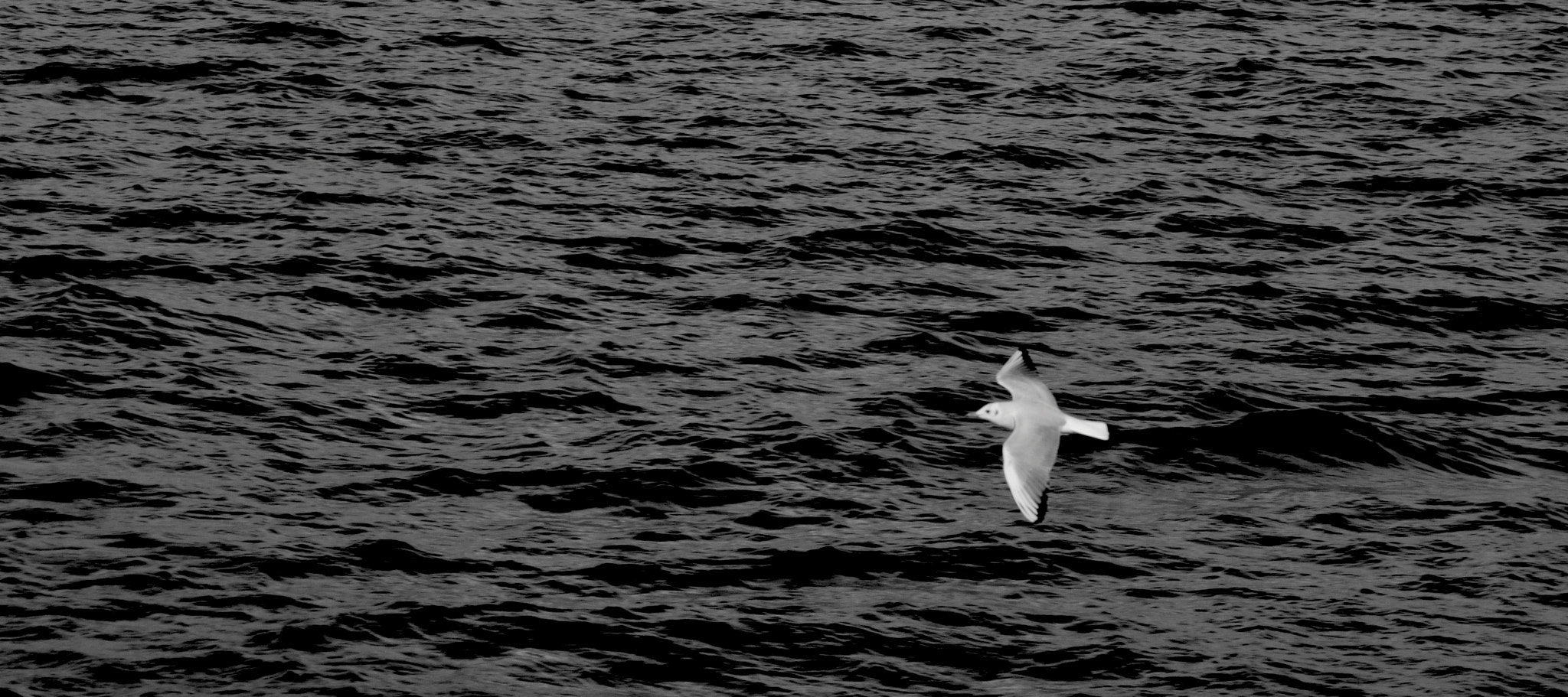 Nikon D5100 + Sigma 17-70mm F2.8-4 DC Macro OS HSM sample photo. The seagull photography