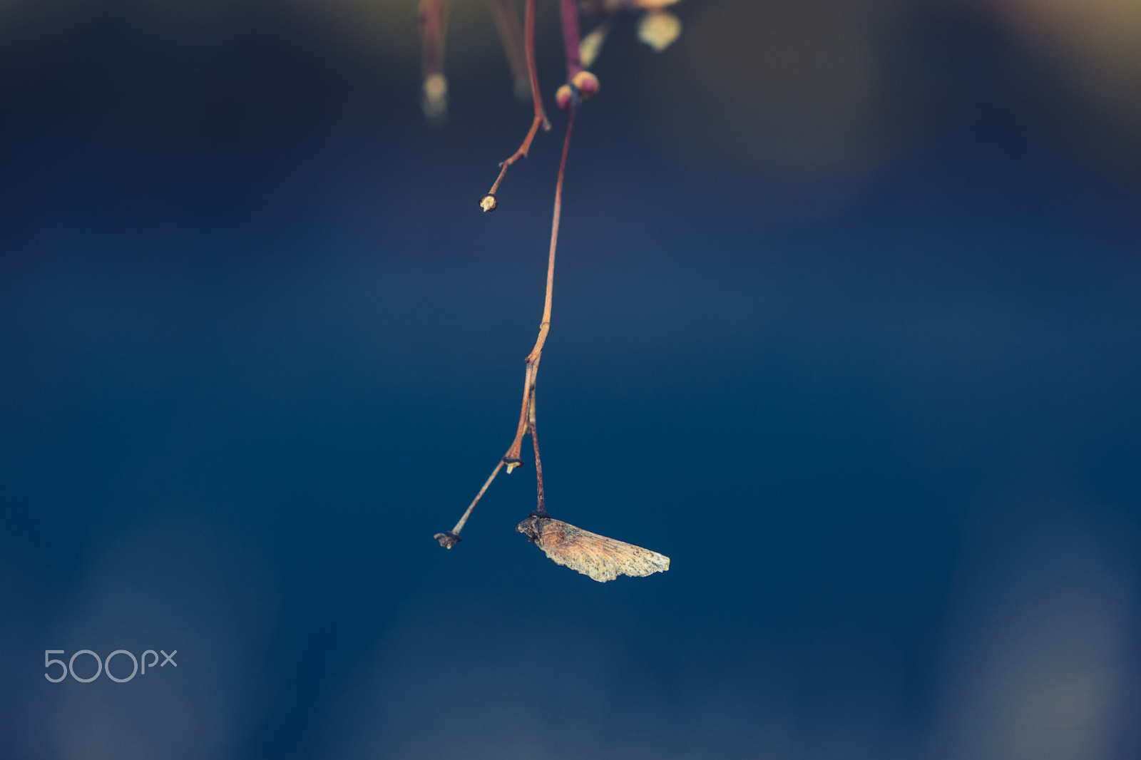 Nikon D7100 sample photo. 朽ちゆく翼 // the decaying wing is autumnal colors, and i breath gently into it. photography