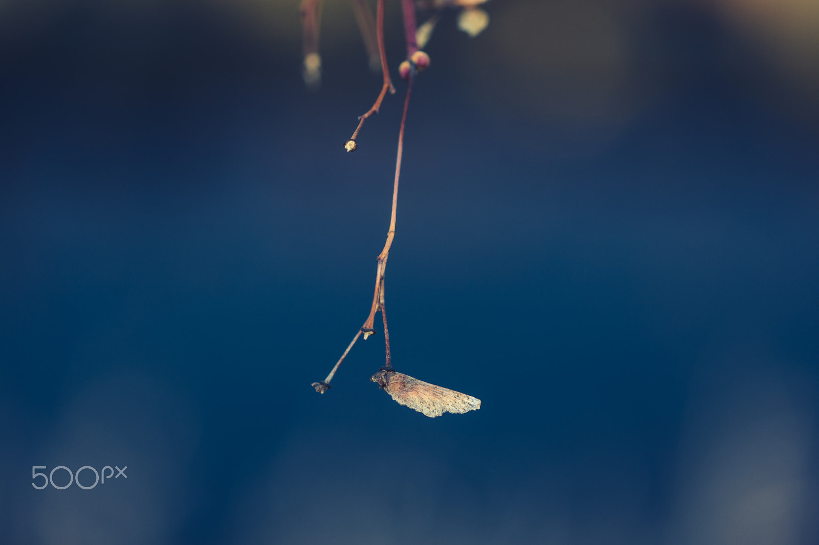 Nikon AF-S DX Micro-Nikkor 85mm F3.5G ED VR sample photo. 朽ちゆく翼 // the decaying wing is autumnal colors, and i breath gently into it. photography