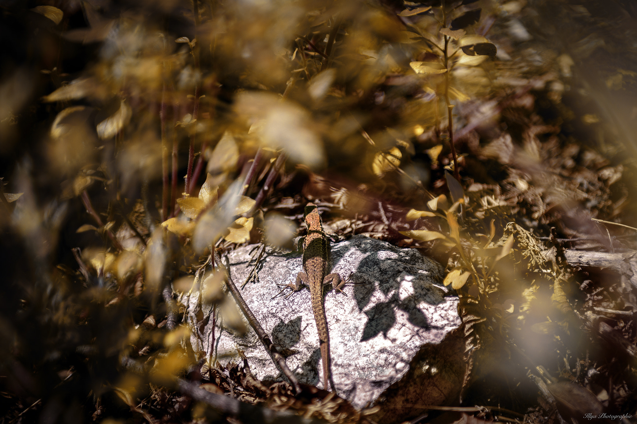 Nikon AF-S Nikkor 24-70mm F2.8G ED sample photo. Eidechse flickr photography