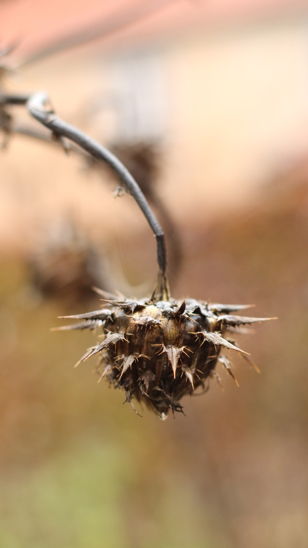 Canon EOS M3 sample photo. Mariendistel photography