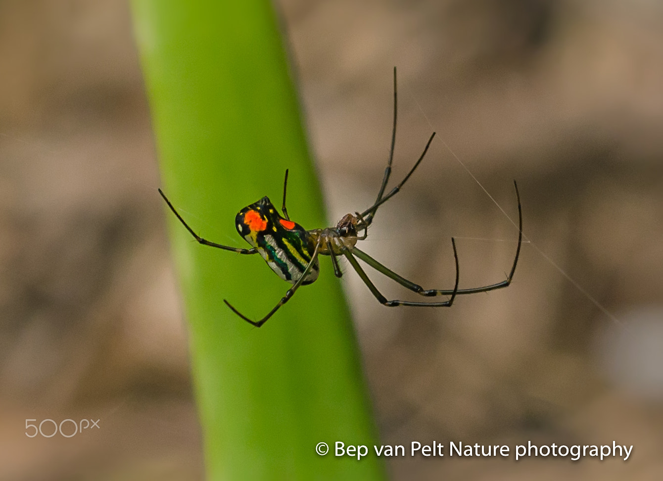 Nikon D7000 + Sigma 50mm F2.8 EX DG Macro sample photo. Carribean spider photography