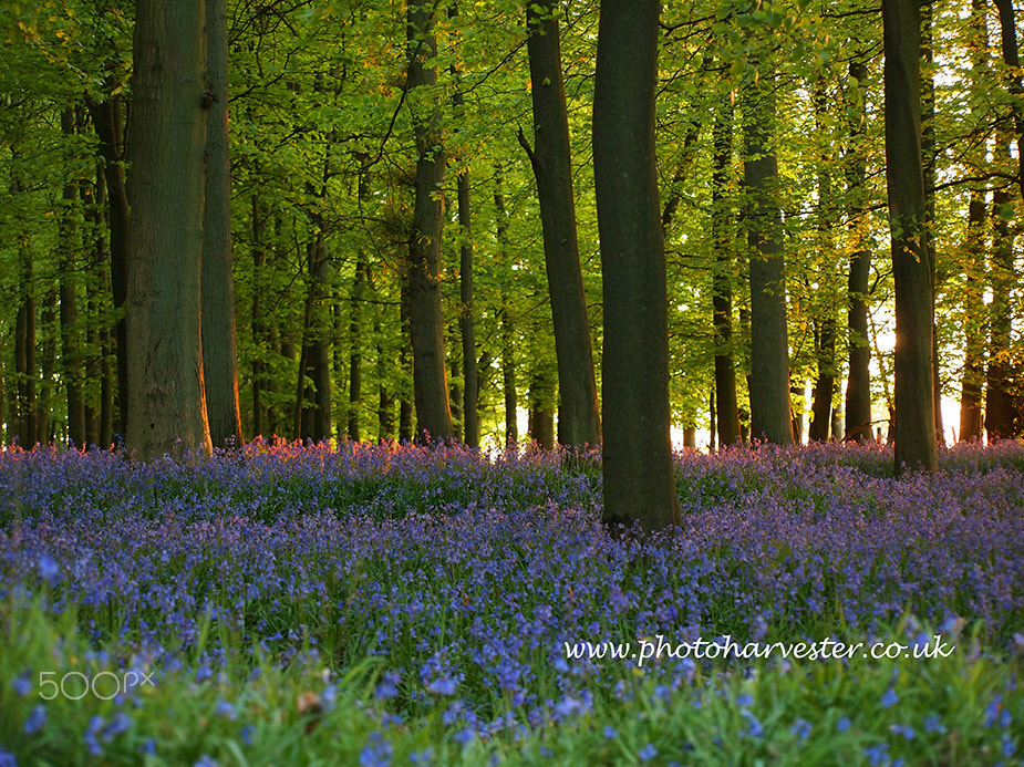 Olympus Zuiko Digital ED 40-150mm F4.0-5.6 sample photo. Ashridge bluebells in may photography