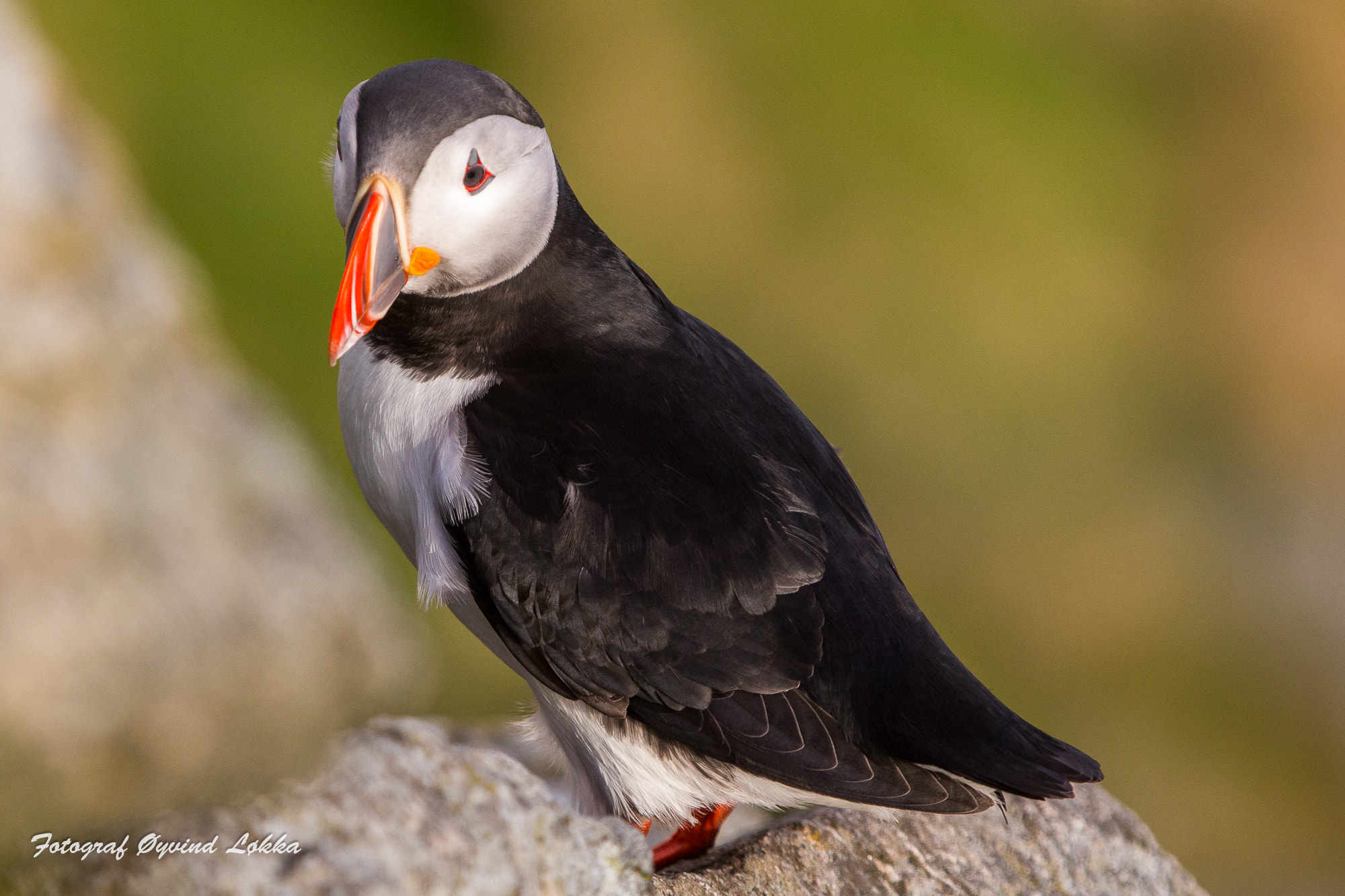 Canon EF 70-200mm F2.8L IS II USM sample photo. Puffin photography
