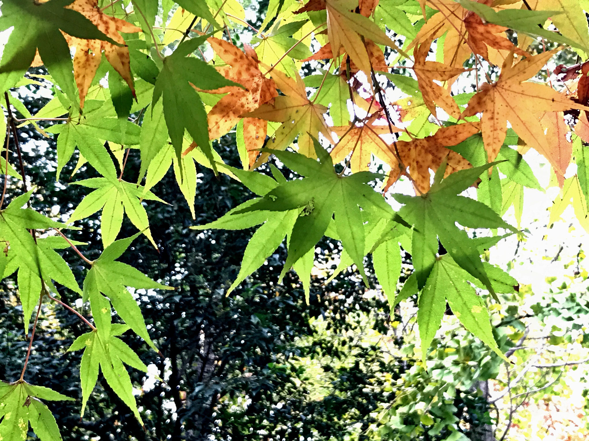 Apple iPhone9,1 sample photo. Maple leaves 槭叶 photography
