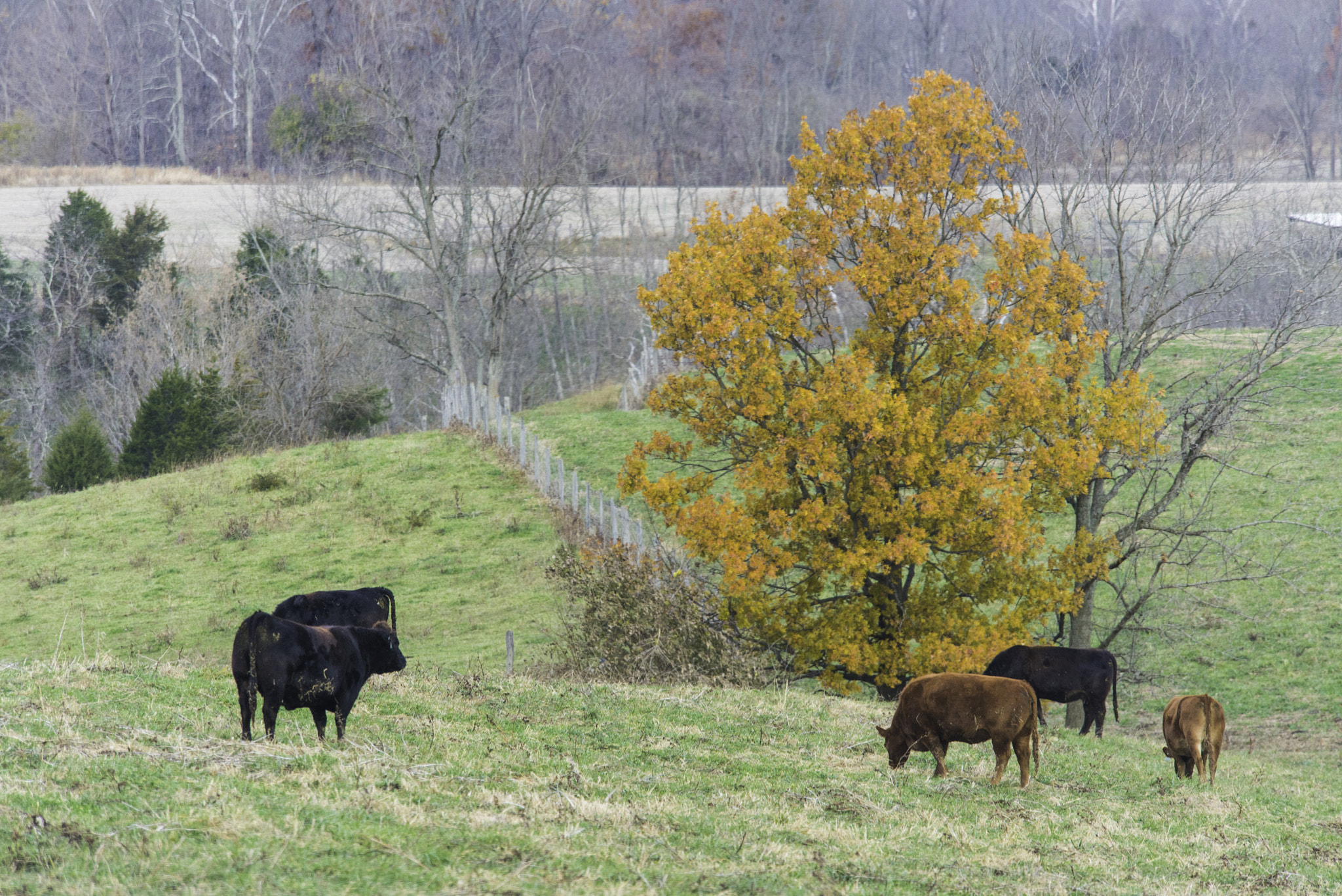 Nikon D600 sample photo. Burning tree photography