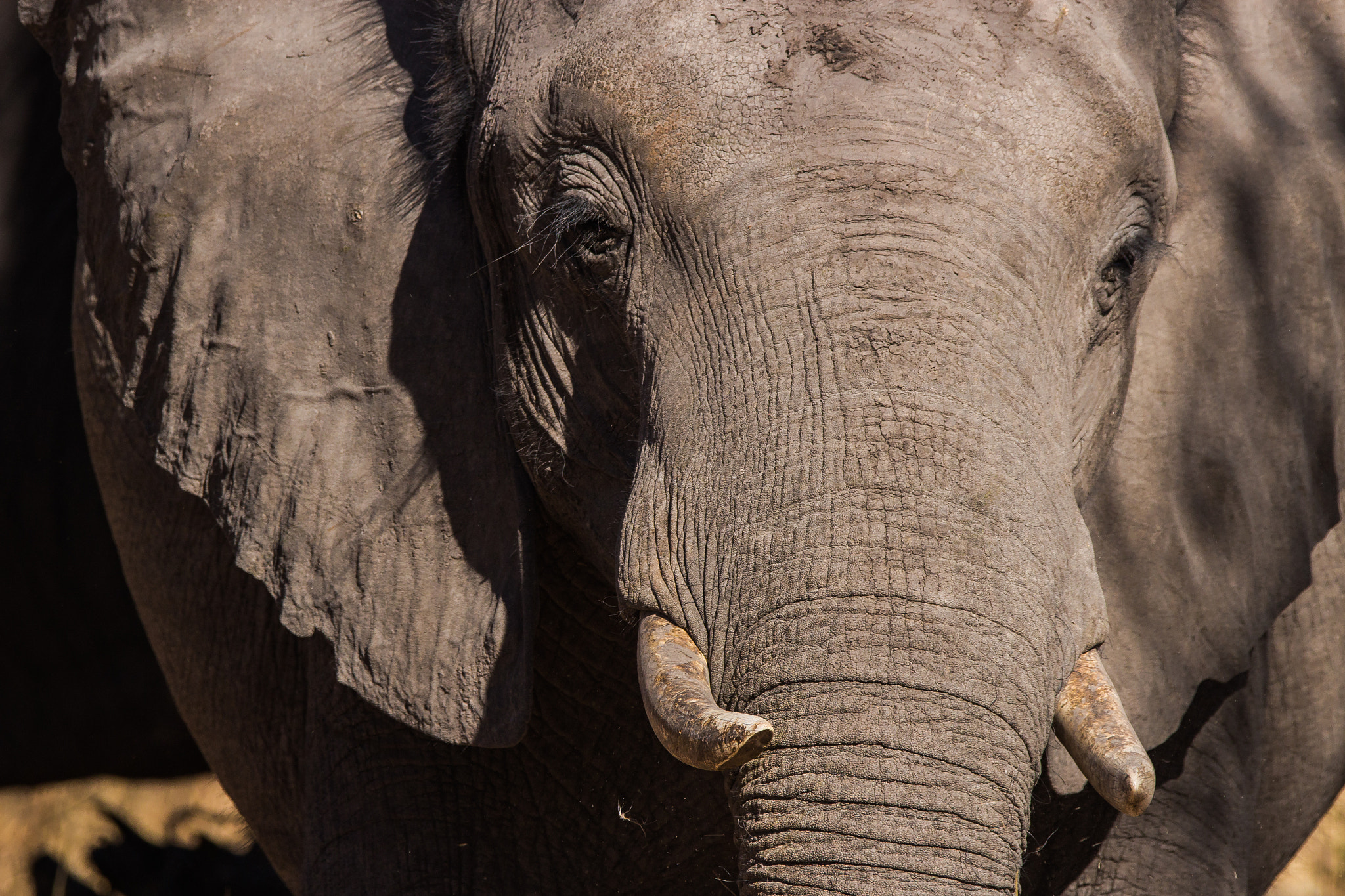 150-600mm F5-6.3 DG OS HSM | Contemporary 015 sample photo. Facing the giant photography
