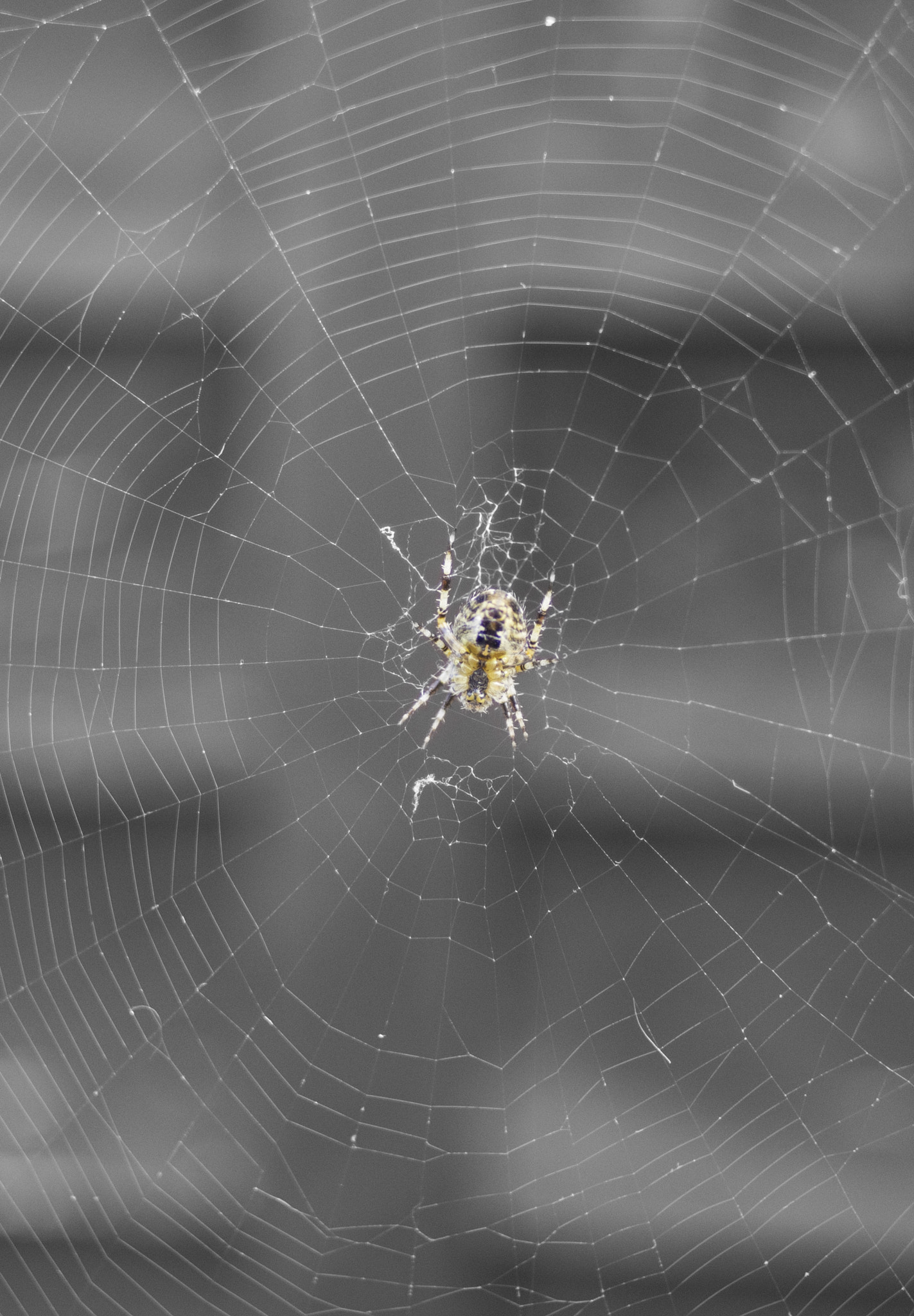 Nikon D800 sample photo. Spider photography