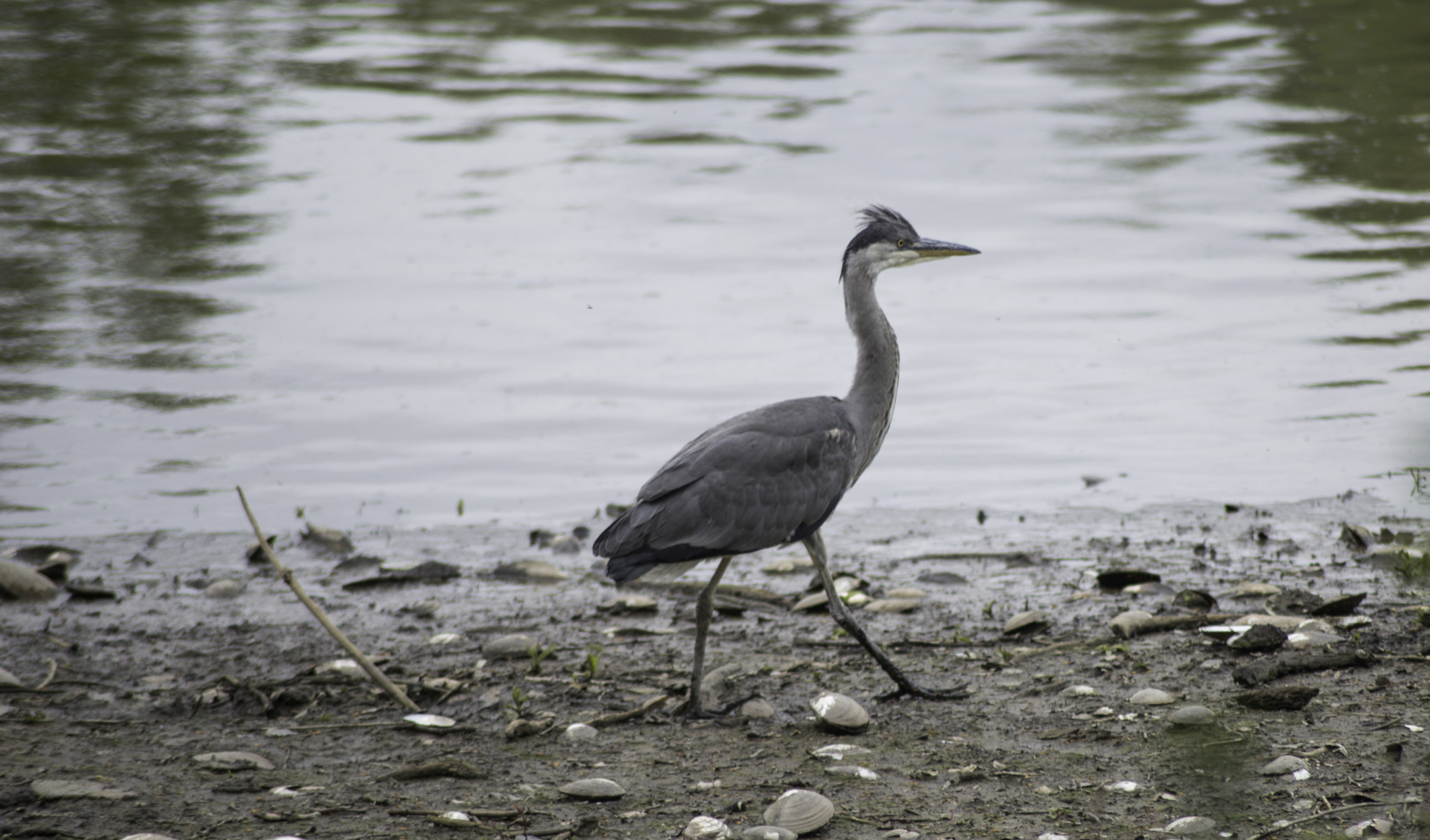 Nikon D800 sample photo. Heron photography
