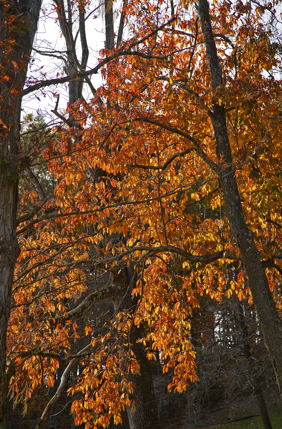 24-105mm F4 G SSM OSS sample photo. Gold leaf photography