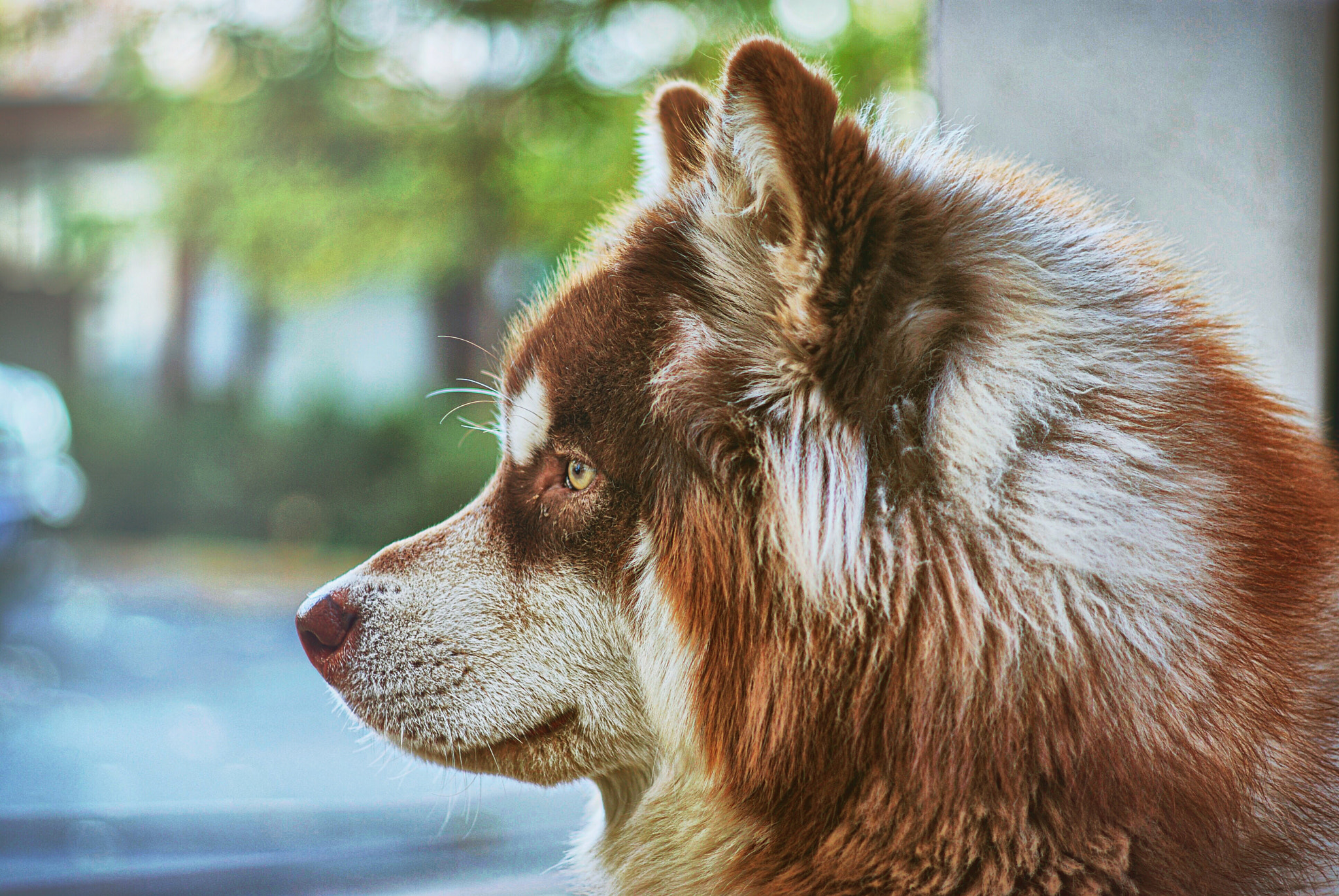 Pentax K10D + Pentax smc DA 70mm F2.4 AL Limited sample photo. Alaskan malamute photography