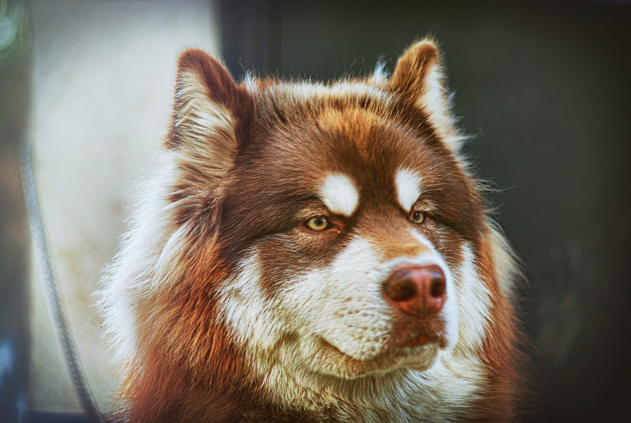 Pentax K10D sample photo. Alaskan malamute photography